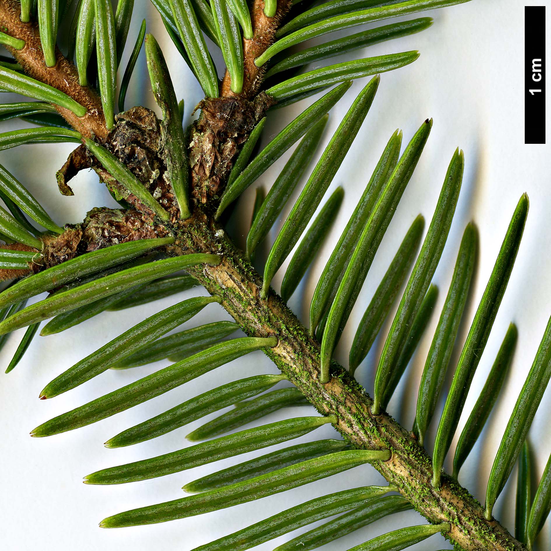High resolution image: Family: Pinaceae - Genus: Abies - Taxon: kawakamii