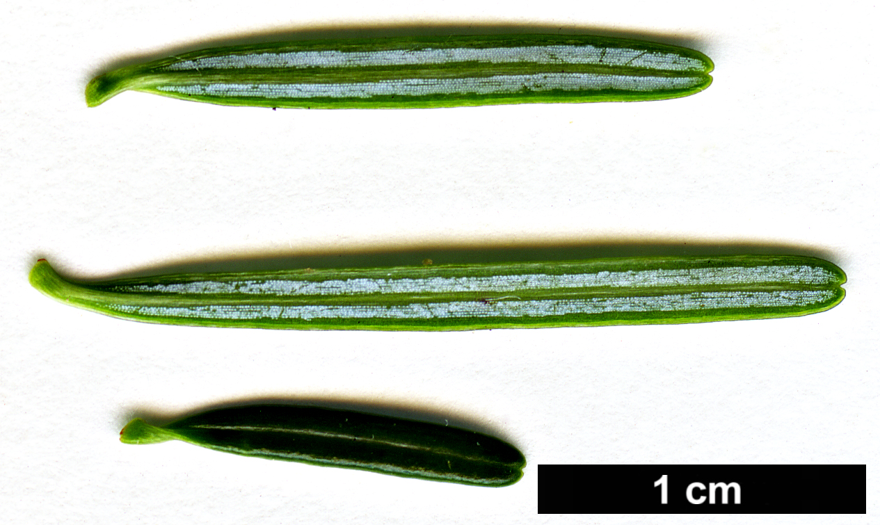 High resolution image: Family: Pinaceae - Genus: Abies - Taxon: mariesii