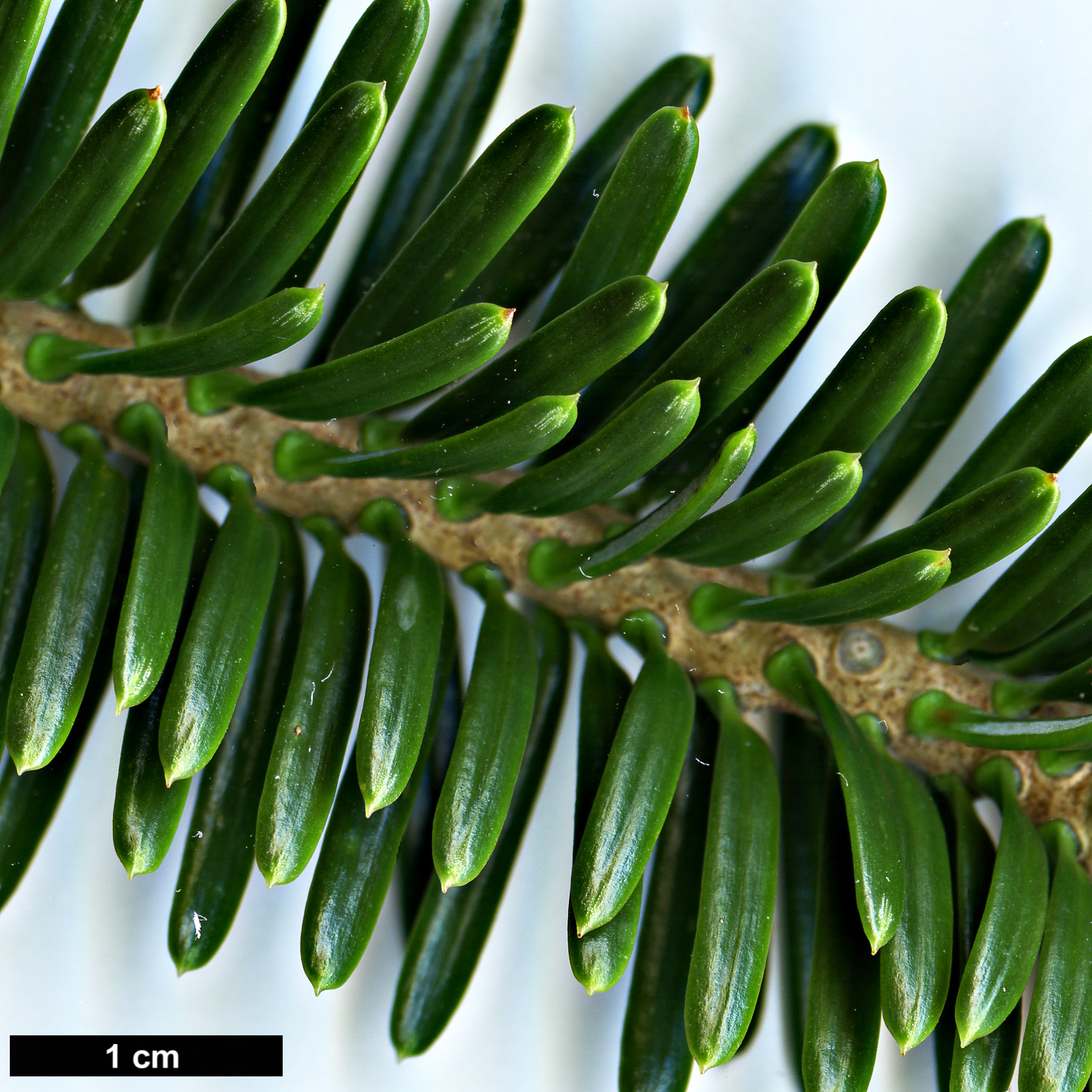 High resolution image: Family: Pinaceae - Genus: Abies - Taxon: nebrodensis