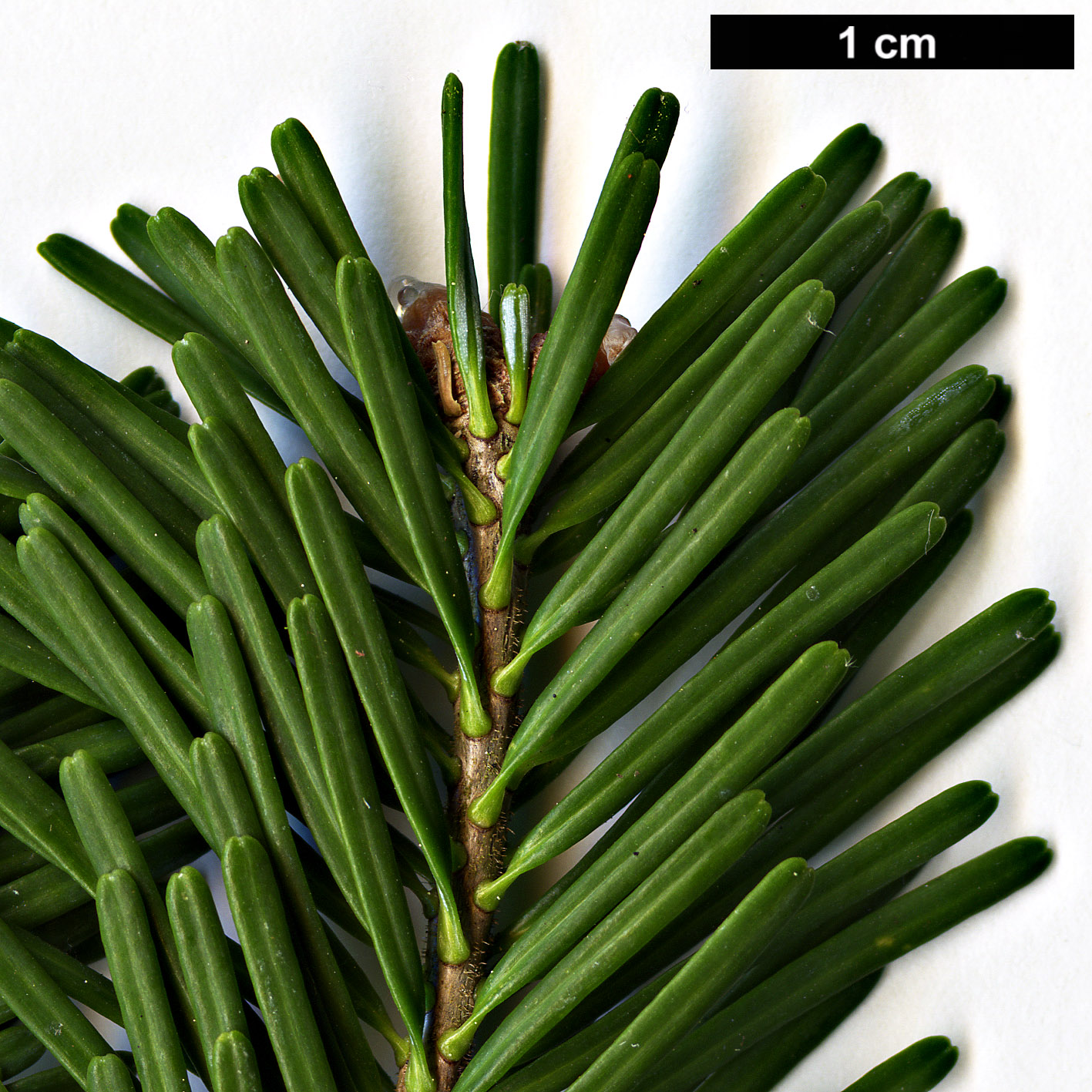High resolution image: Family: Pinaceae - Genus: Abies - Taxon: nephrolepis