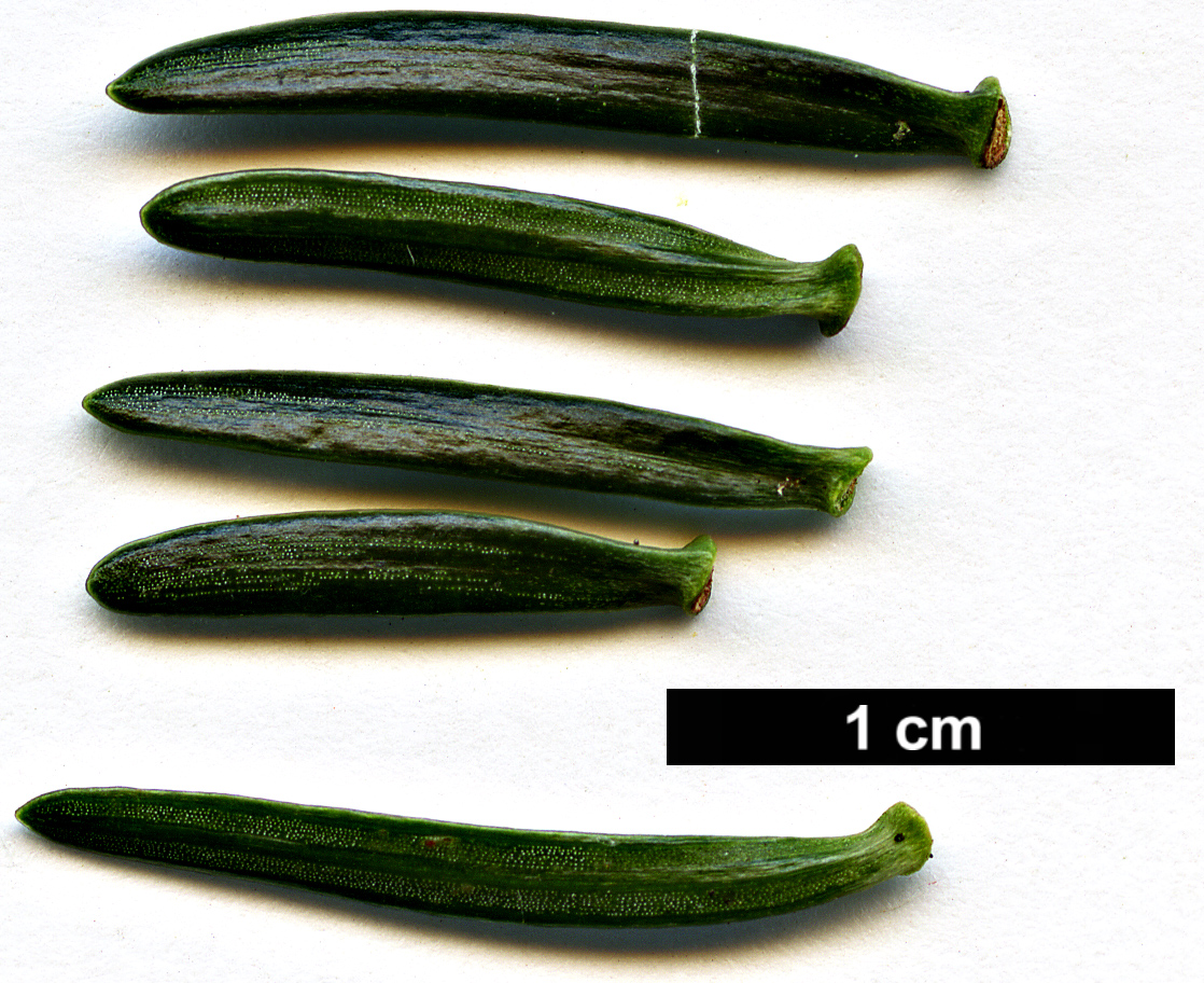 High resolution image: Family: Pinaceae - Genus: Abies - Taxon: numidica
