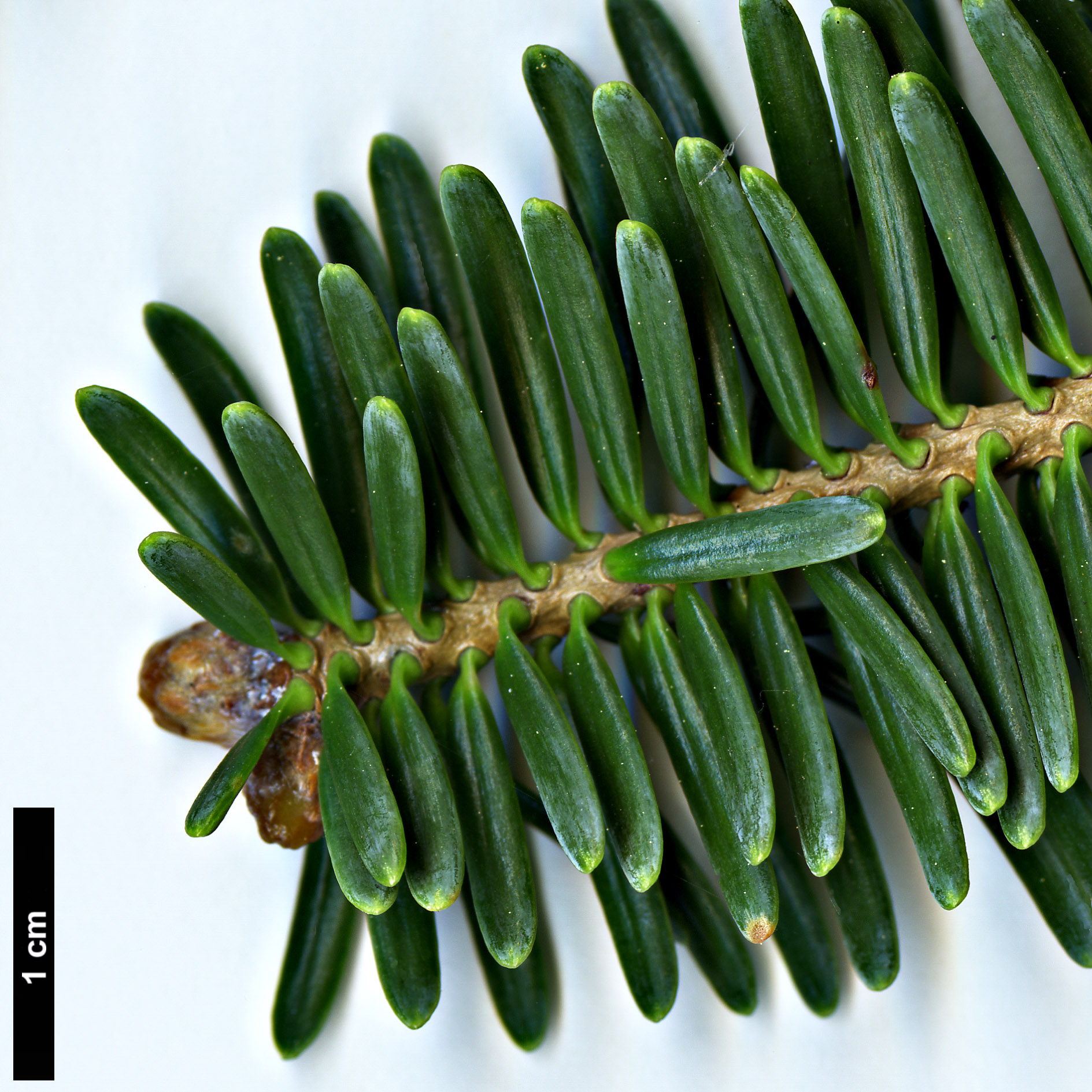 High resolution image: Family: Pinaceae - Genus: Abies - Taxon: recurvata