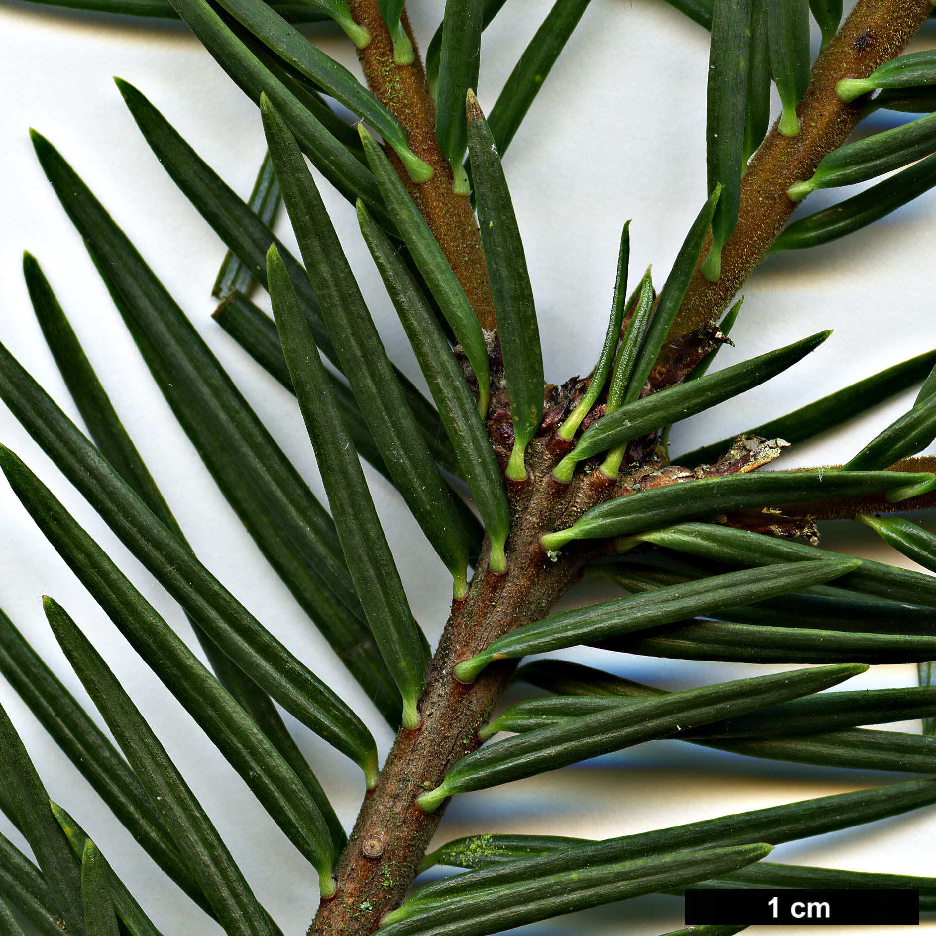 High resolution image: Family: Pinaceae - Genus: Abies - Taxon: religiosa
