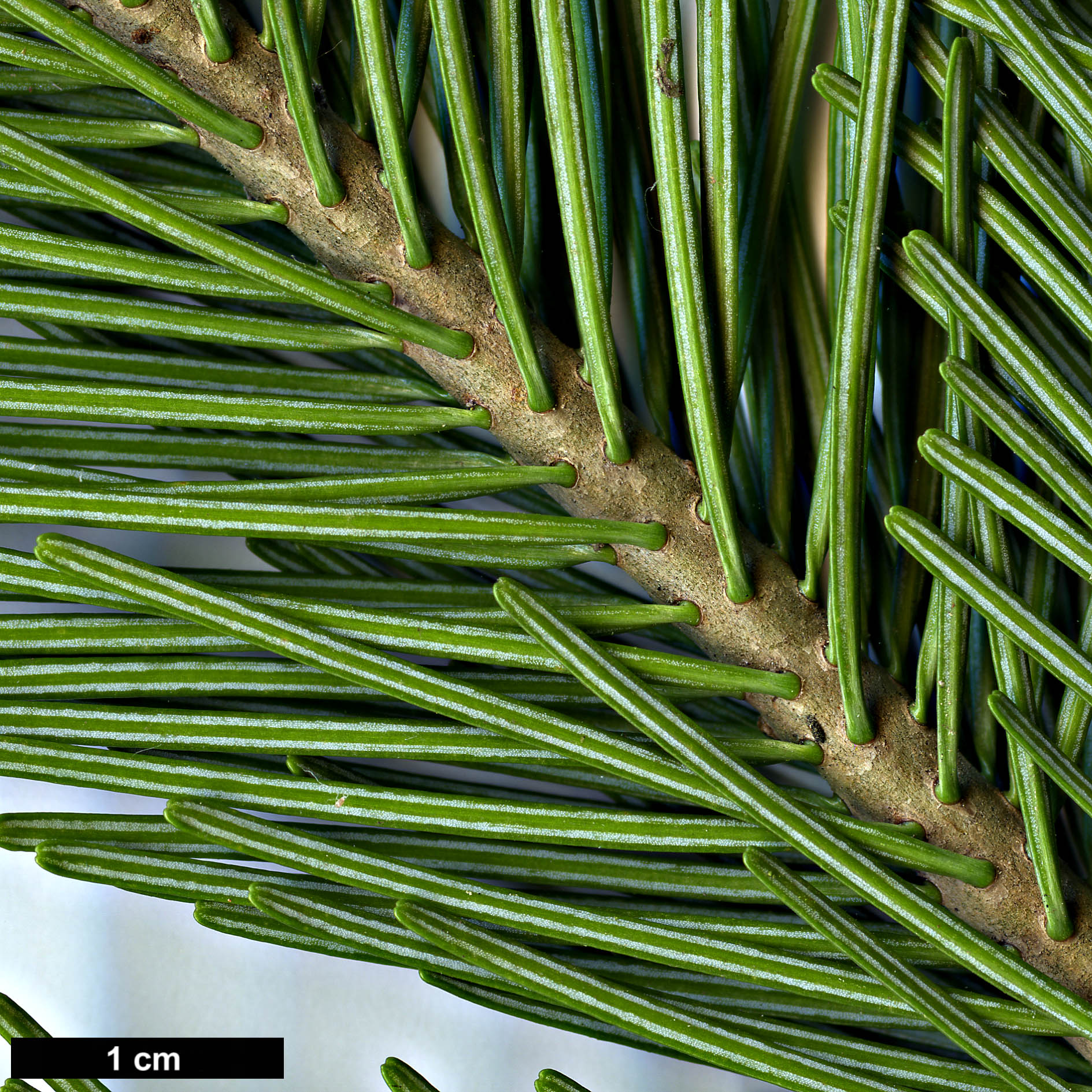 High resolution image: Family: Pinaceae - Genus: Abies - Taxon: sibirica