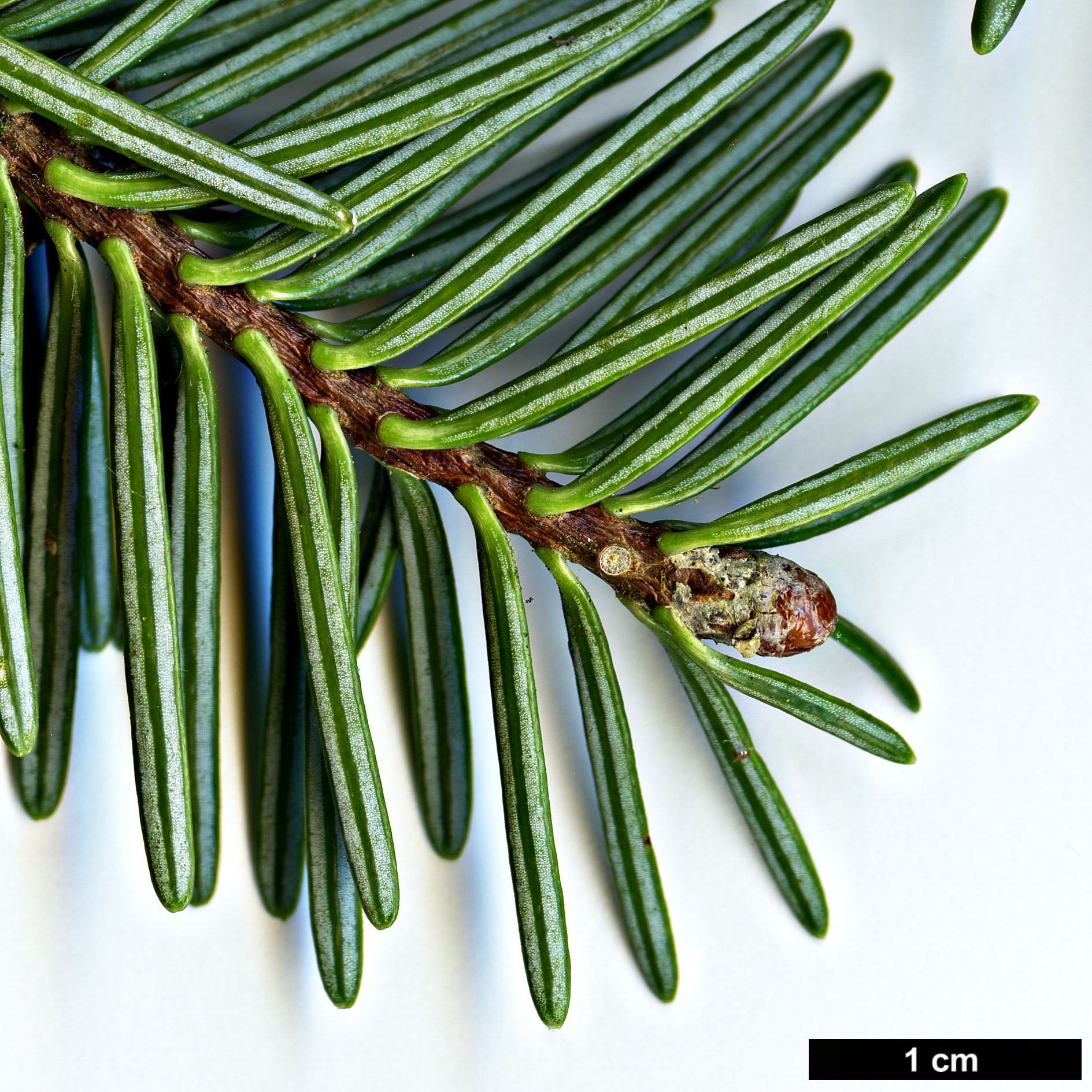 High resolution image: Family: Pinaceae - Genus: Abies - Taxon: squamata