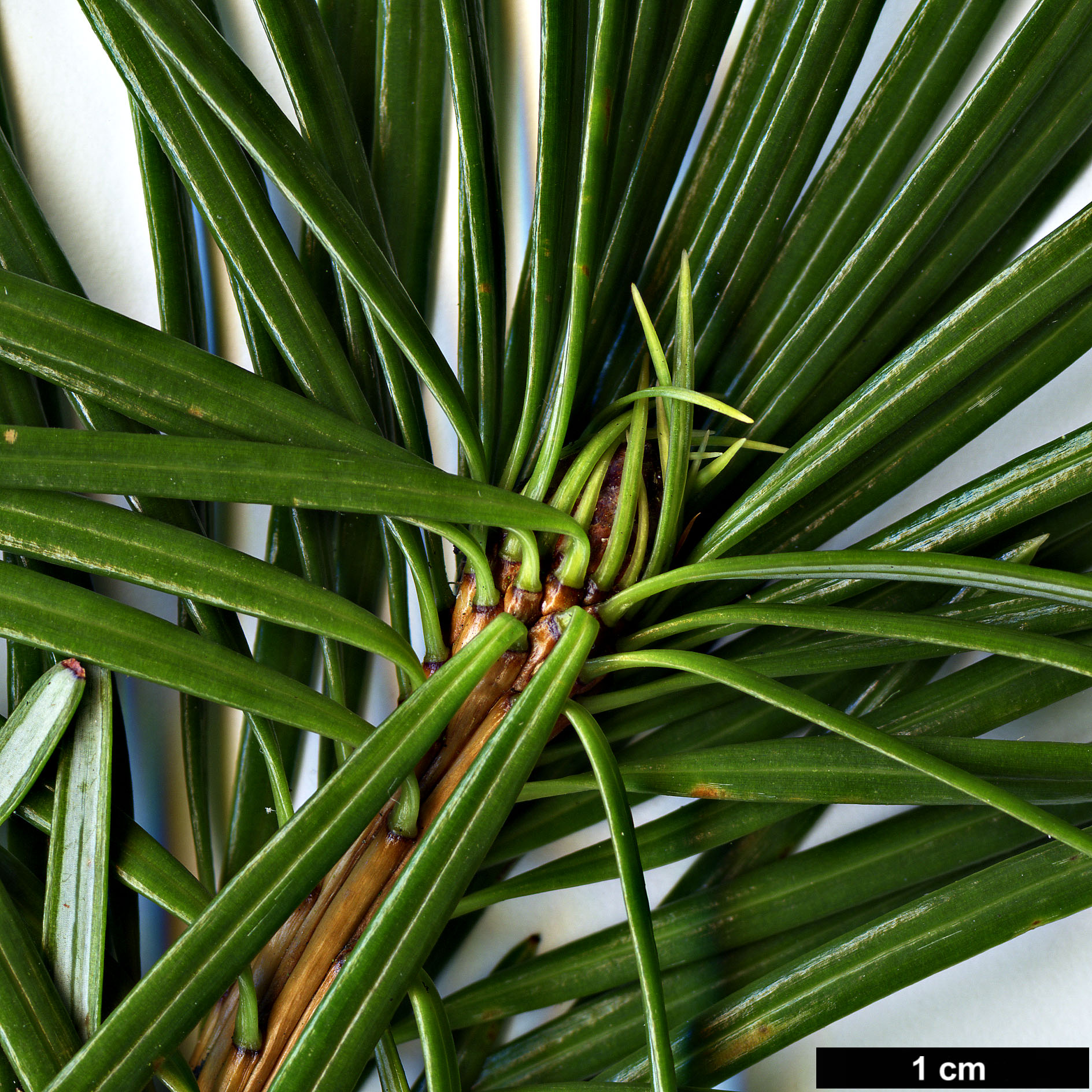 High resolution image: Family: Pinaceae - Genus: Cathaya - Taxon: argyrophylla