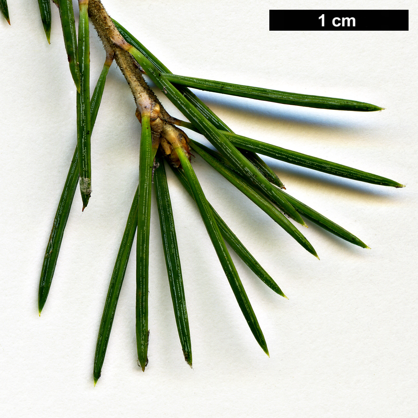High resolution image: Family: Pinaceae - Genus: Cedrus - Taxon: deodara