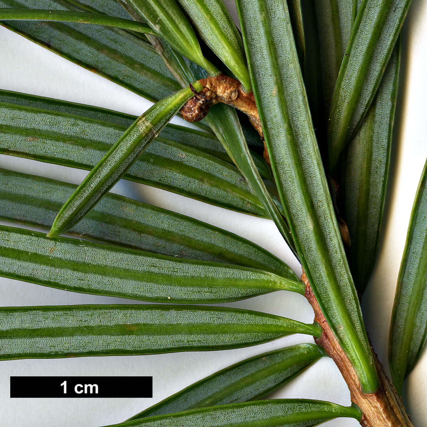 High resolution image: Family: Pinaceae - Genus: Keteleeria - Taxon: evelyniana