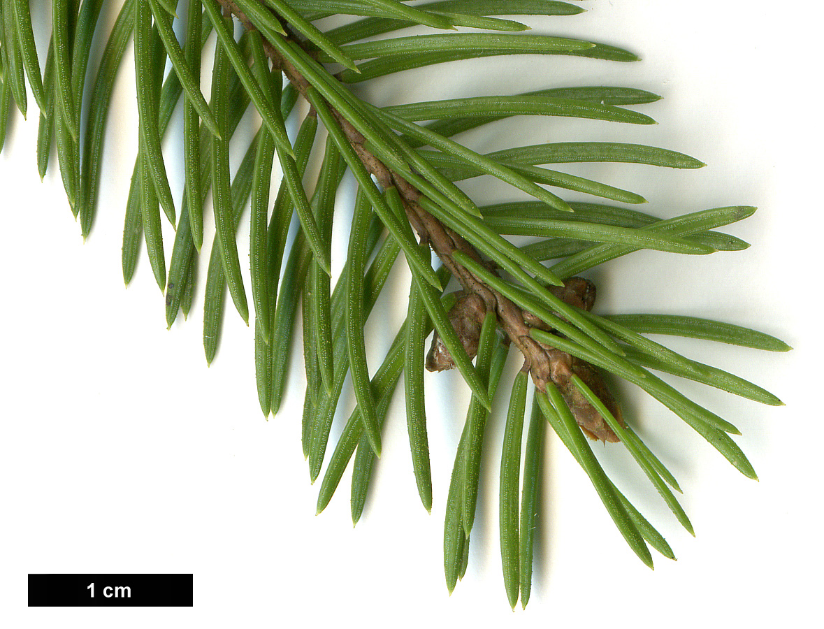 High resolution image: Family: Pinaceae - Genus: Picea - Taxon: abies
