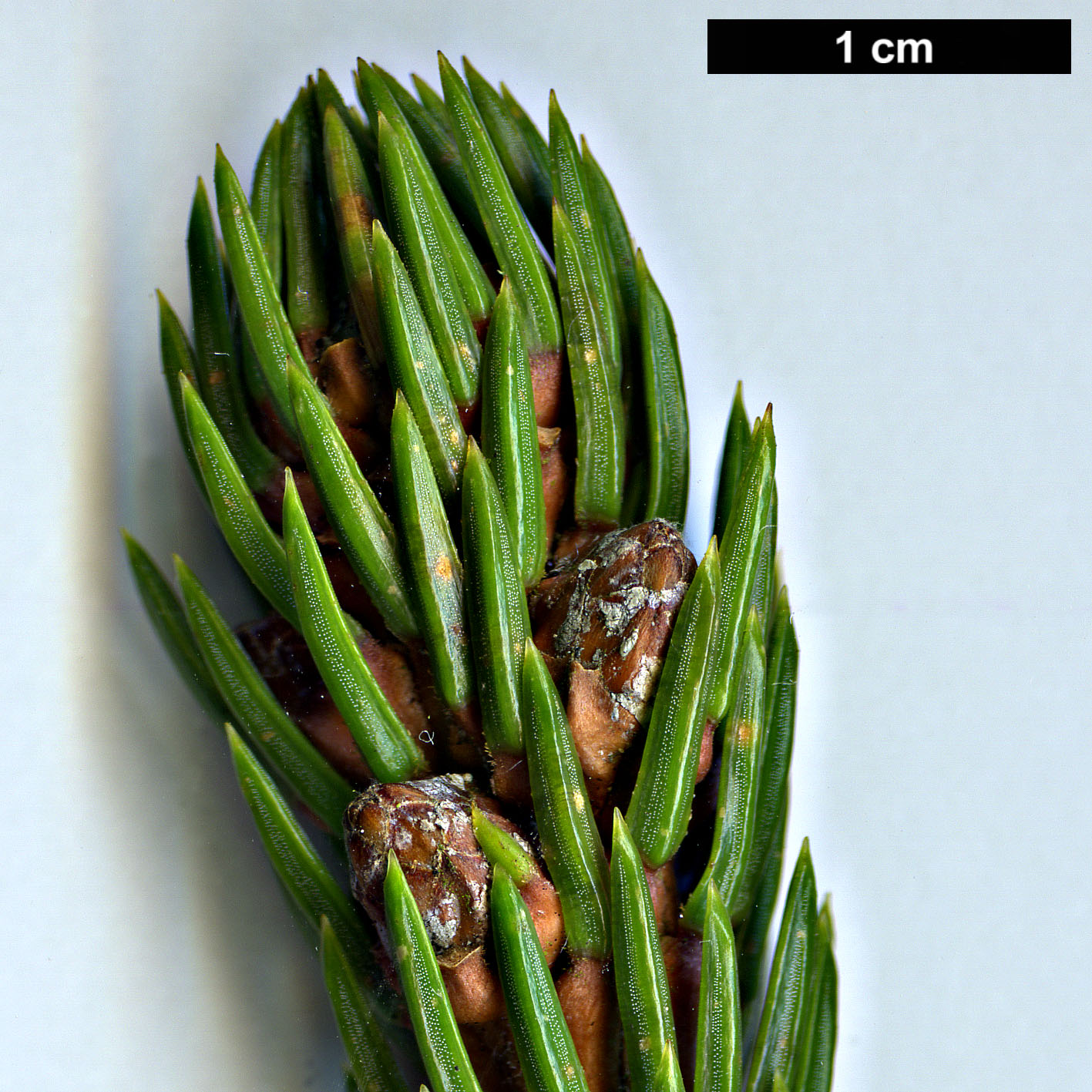 High resolution image: Family: Pinaceae - Genus: Picea - Taxon: alcoquiana