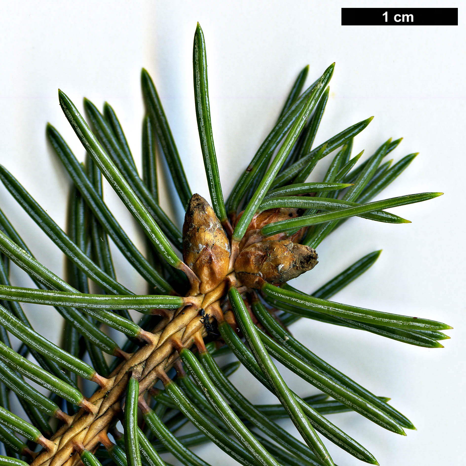 High resolution image: Family: Pinaceae - Genus: Picea - Taxon: asperata