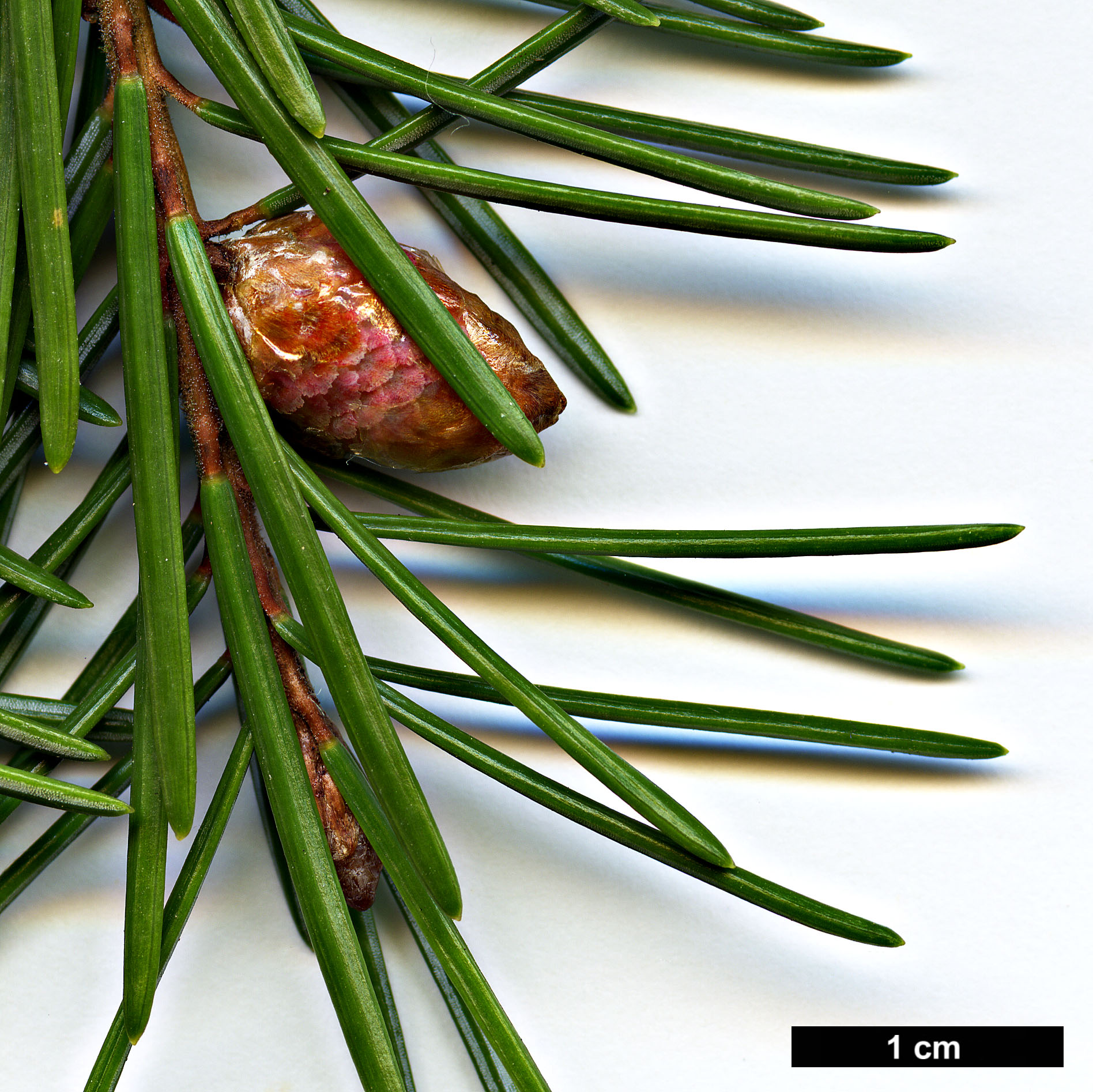 High resolution image: Family: Pinaceae - Genus: Picea - Taxon: breweriana