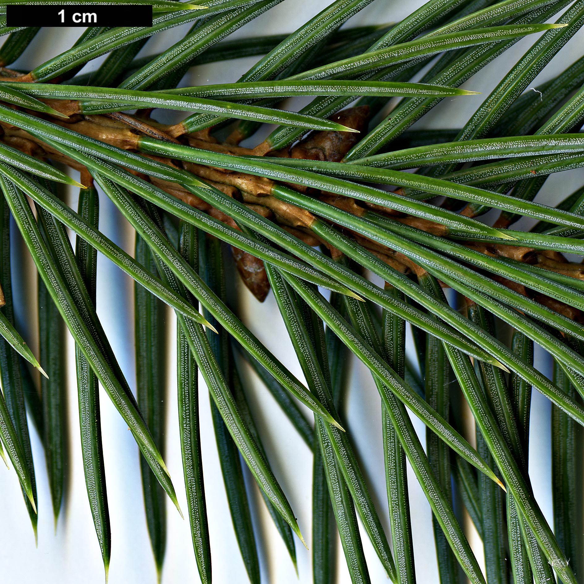 High resolution image: Family: Pinaceae - Genus: Picea - Taxon: chihuahuana