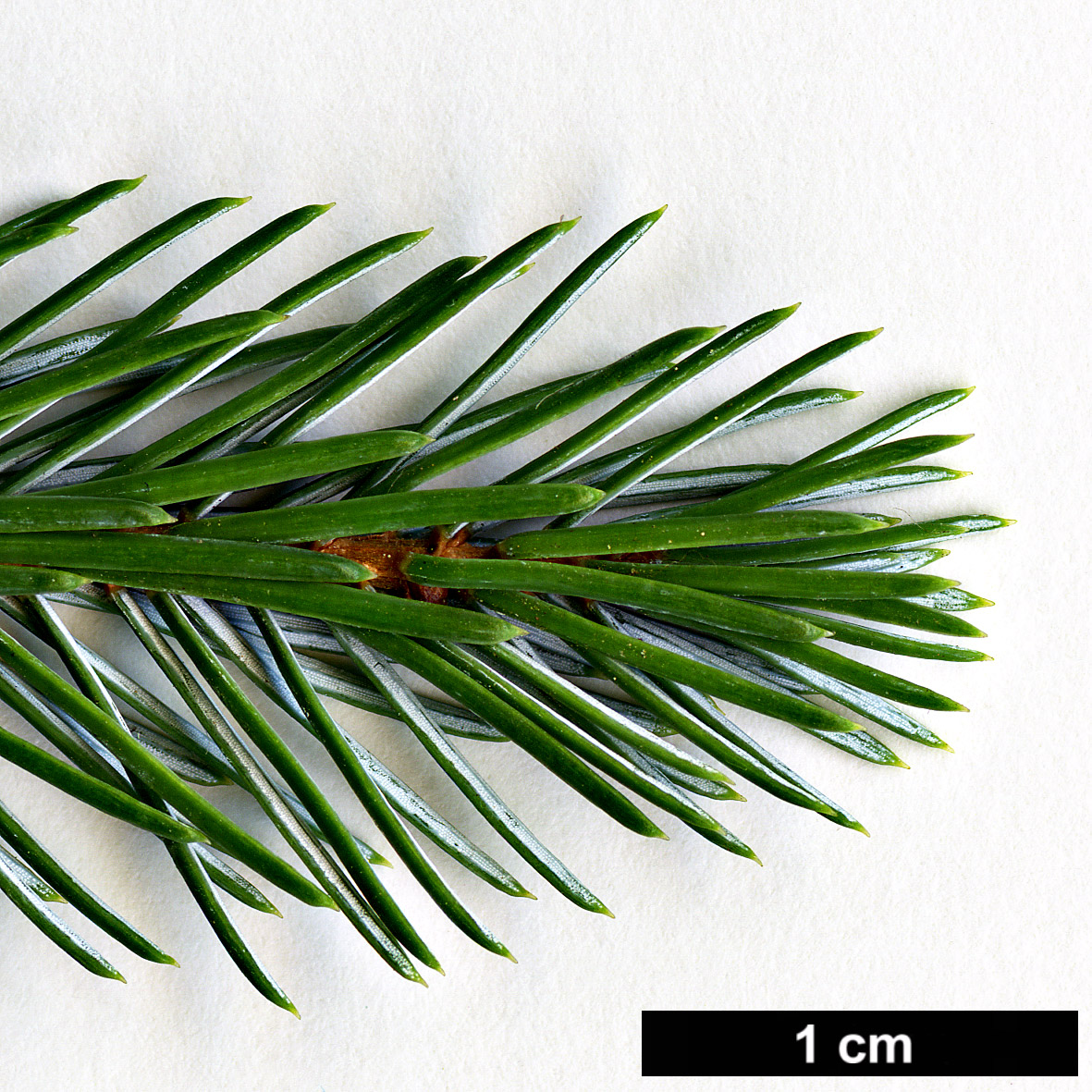 High resolution image: Family: Pinaceae - Genus: Picea - Taxon: farreri