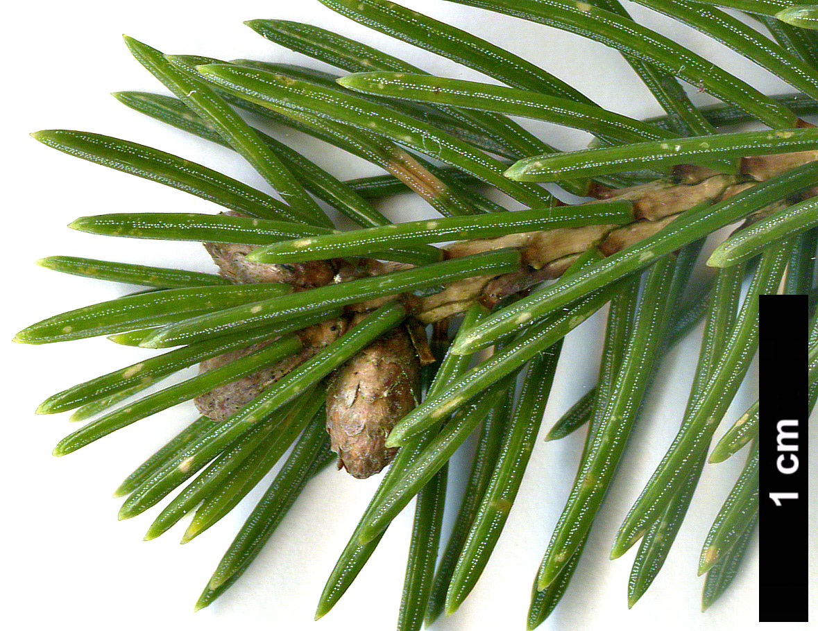 High resolution image: Family: Pinaceae - Genus: Picea - Taxon: glauca