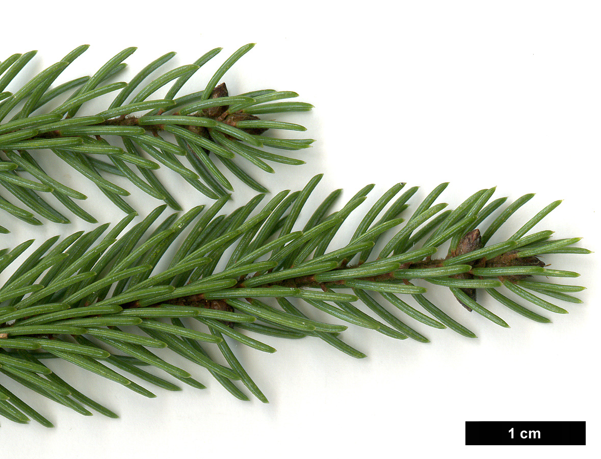 High resolution image: Family: Pinaceae - Genus: Picea - Taxon: mariana - SpeciesSub: 'Doumetii'
