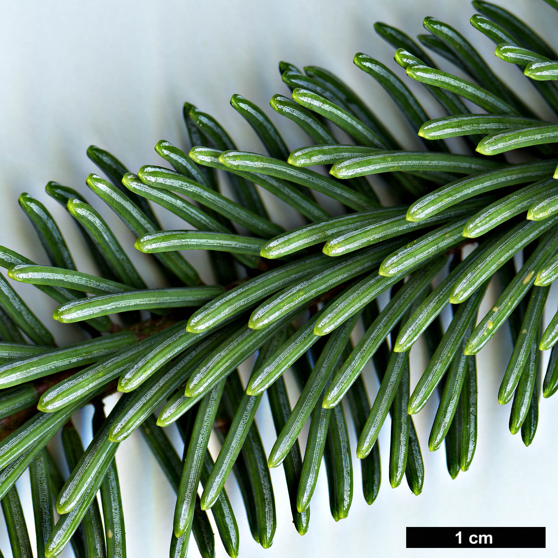 High resolution image: Family: Pinaceae - Genus: Picea - Taxon: meyeri