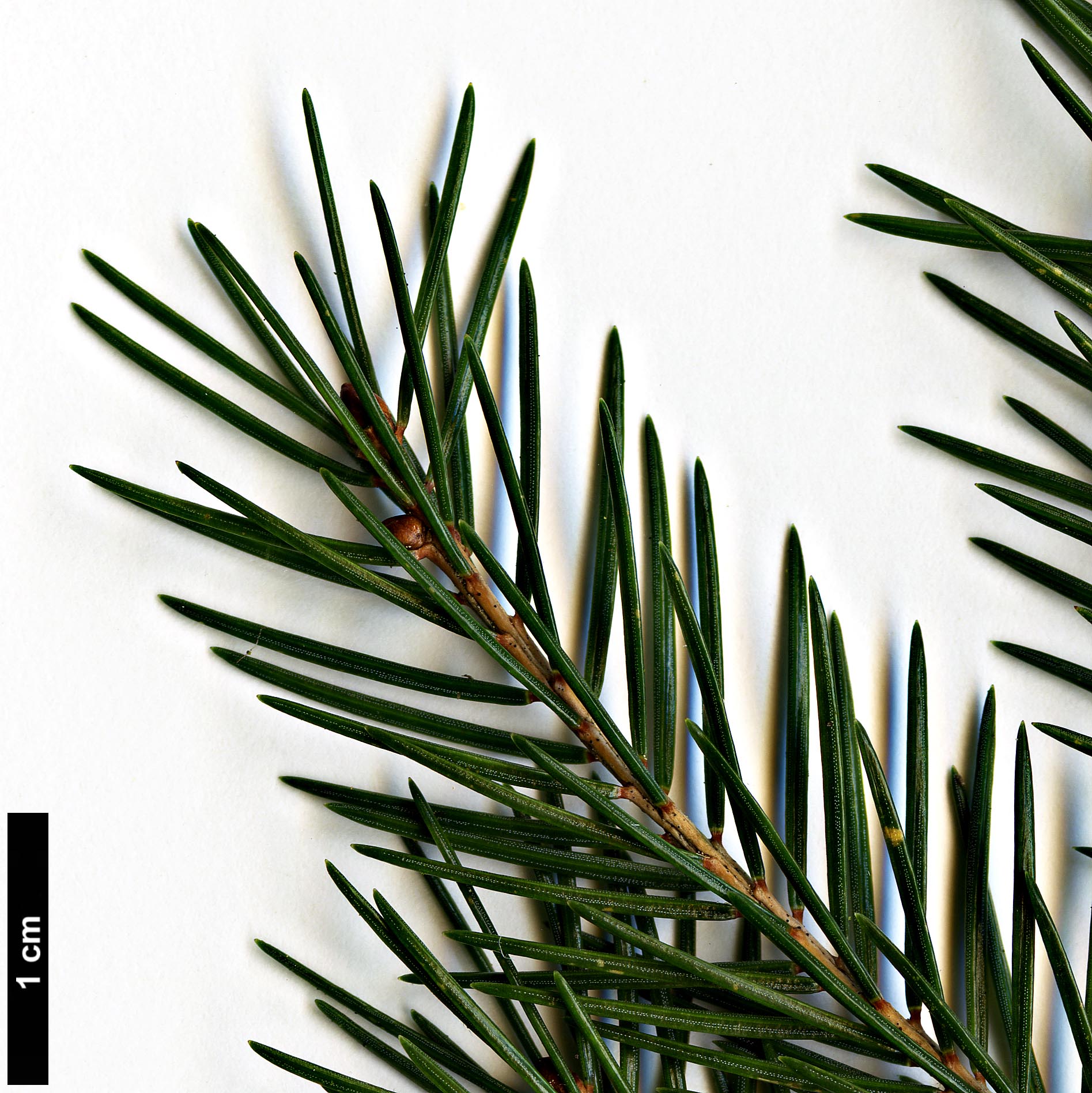 High resolution image: Family: Pinaceae - Genus: Picea - Taxon: morrisonicola