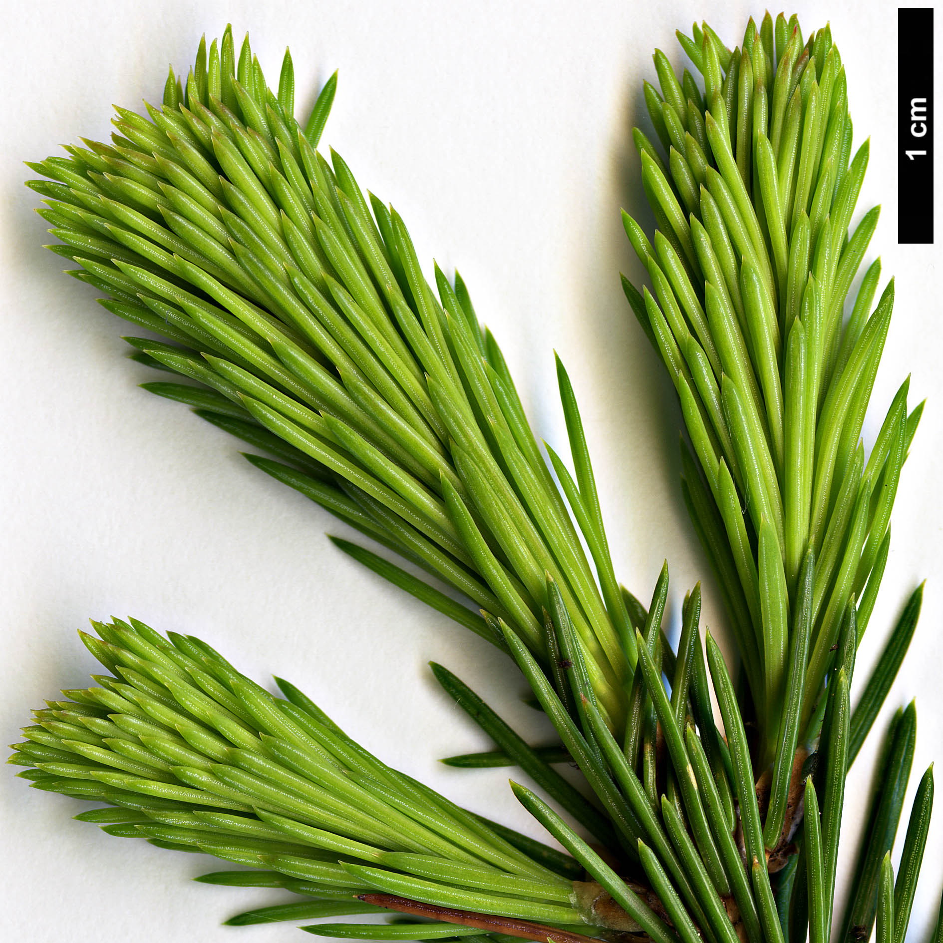 High resolution image: Family: Pinaceae - Genus: Picea - Taxon: obovata