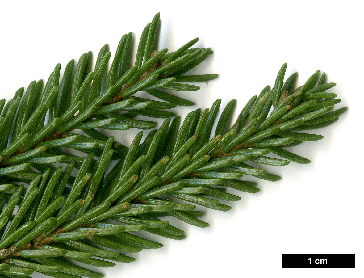 High resolution image: Family: Pinaceae - Genus: Picea - Taxon: orientalis