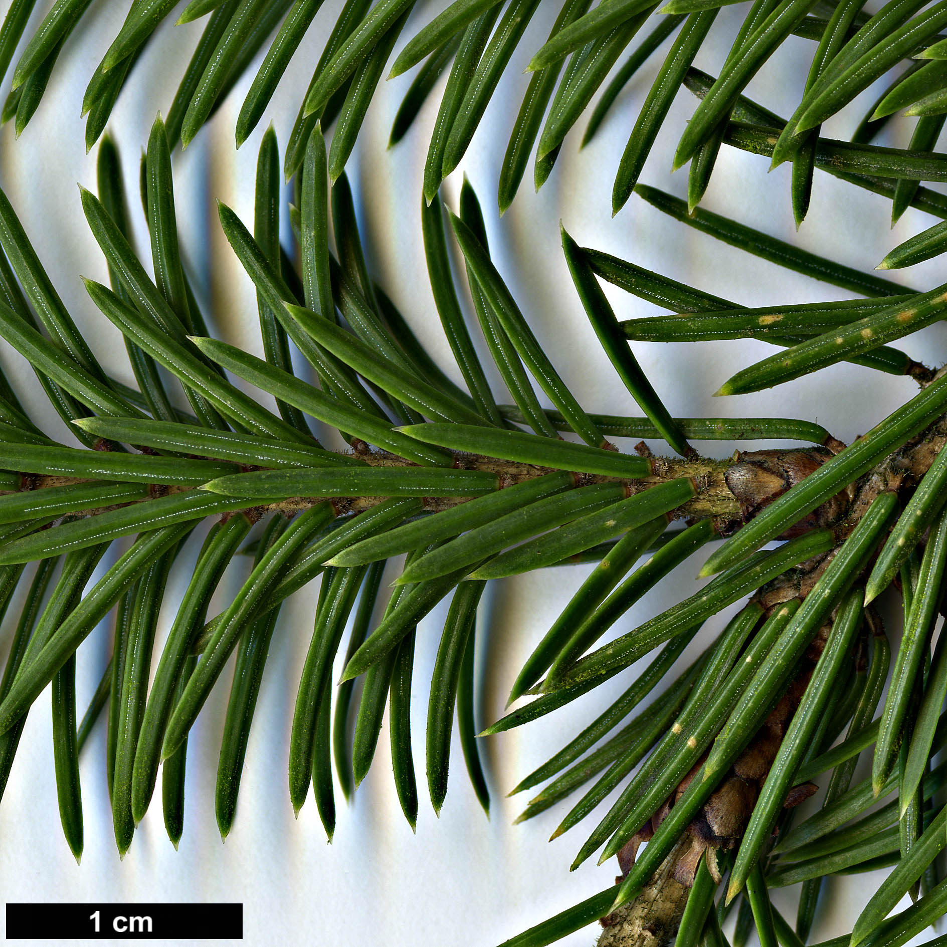 High resolution image: Family: Pinaceae - Genus: Picea - Taxon: purpurea