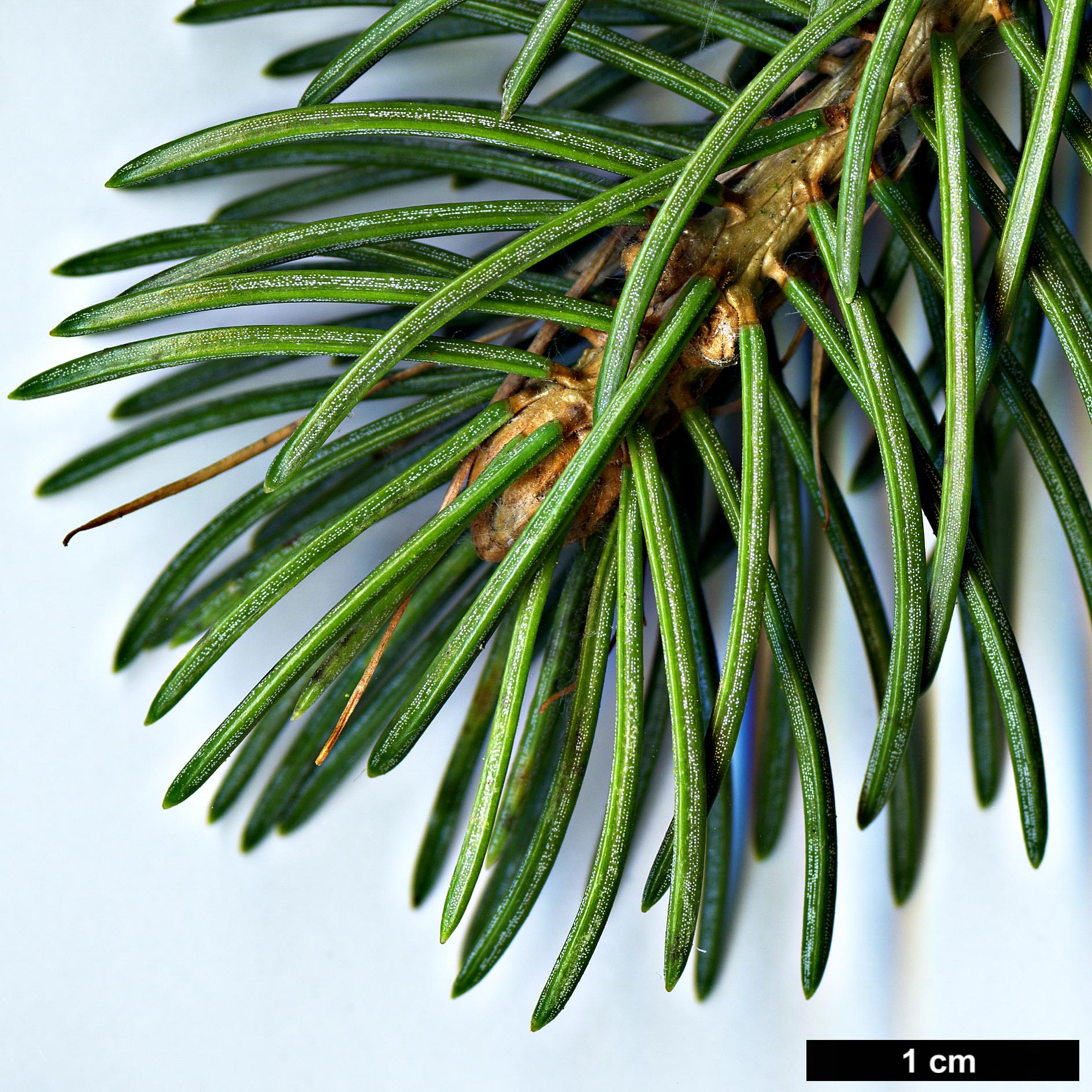 High resolution image: Family: Pinaceae - Genus: Picea - Taxon: schrenkiana
