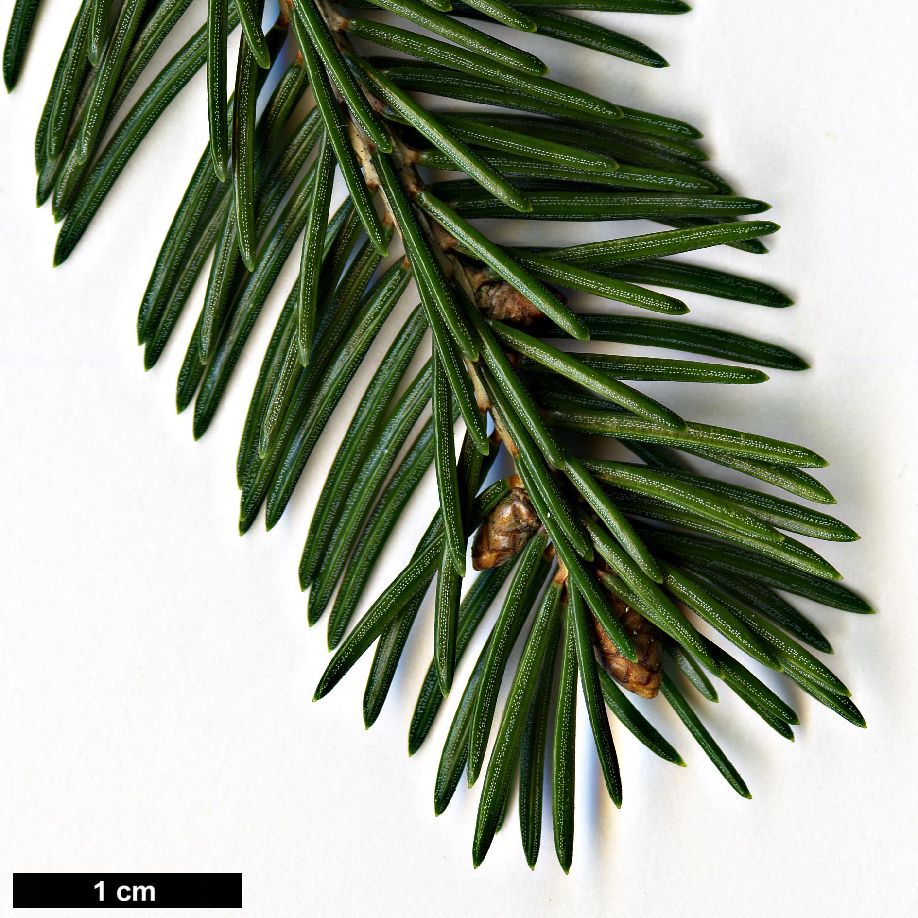 High resolution image: Family: Pinaceae - Genus: Picea - Taxon: wilsonii