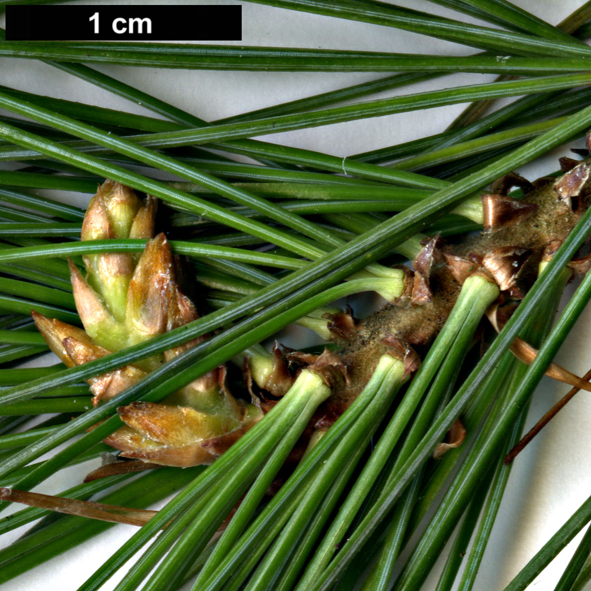 High resolution image: Family: Pinaceae - Genus: Pinus - Taxon: ayacahuite