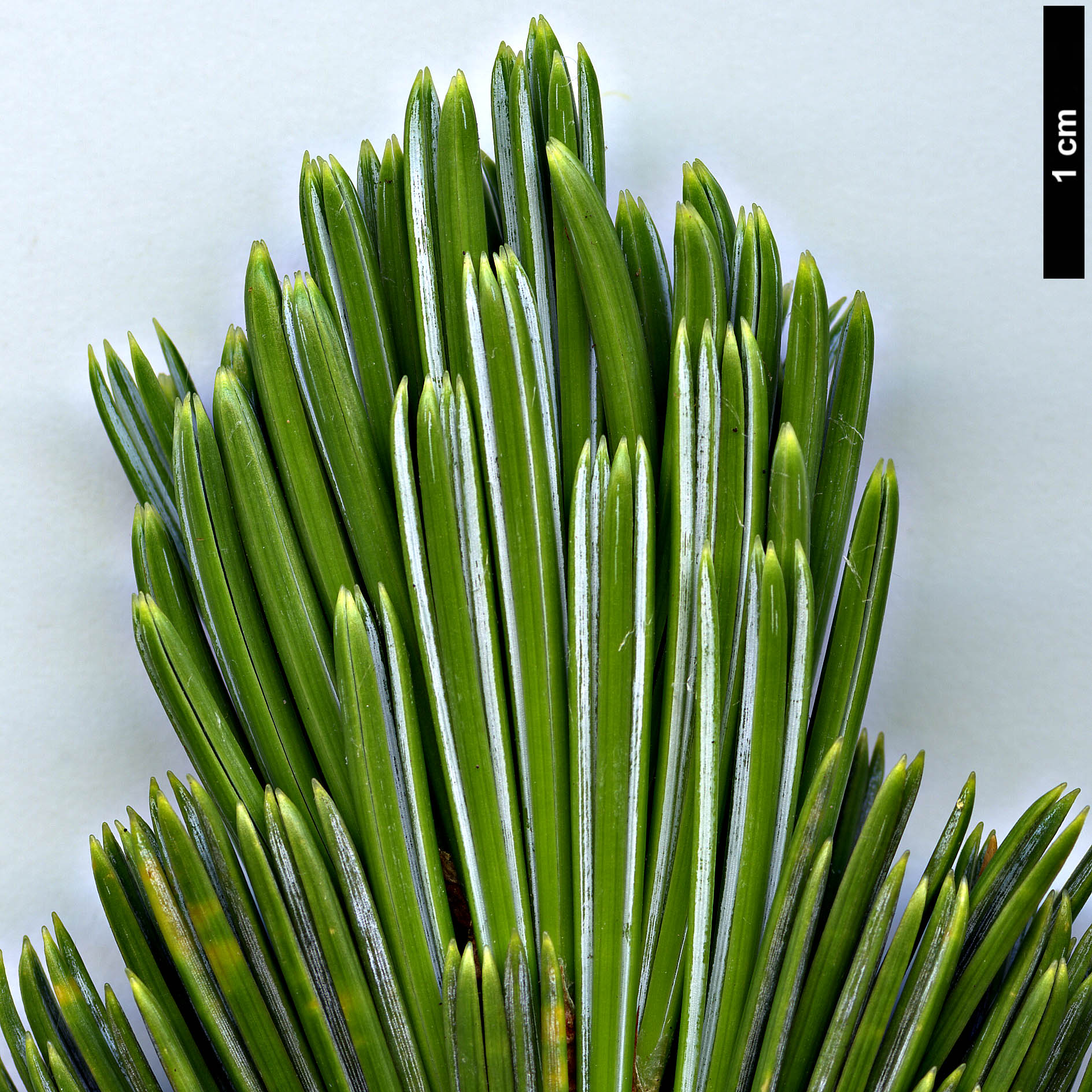 High resolution image: Family: Pinaceae - Genus: Pinus - Taxon: balfouriana