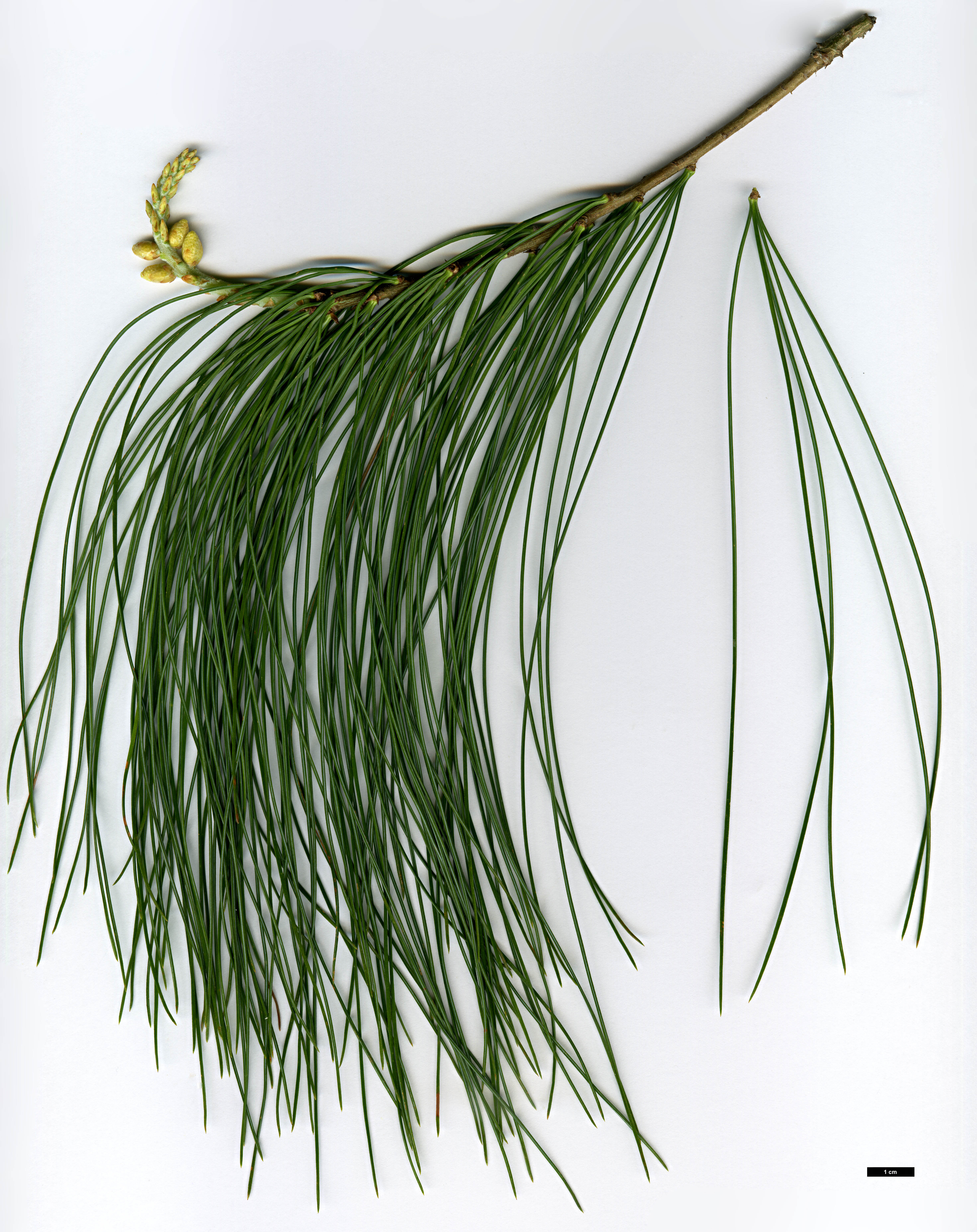 High resolution image: Family: Pinaceae - Genus: Pinus - Taxon: bhutanica