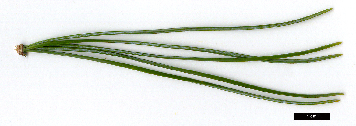 High resolution image: Family: Pinaceae - Genus: Pinus - Taxon: cembra