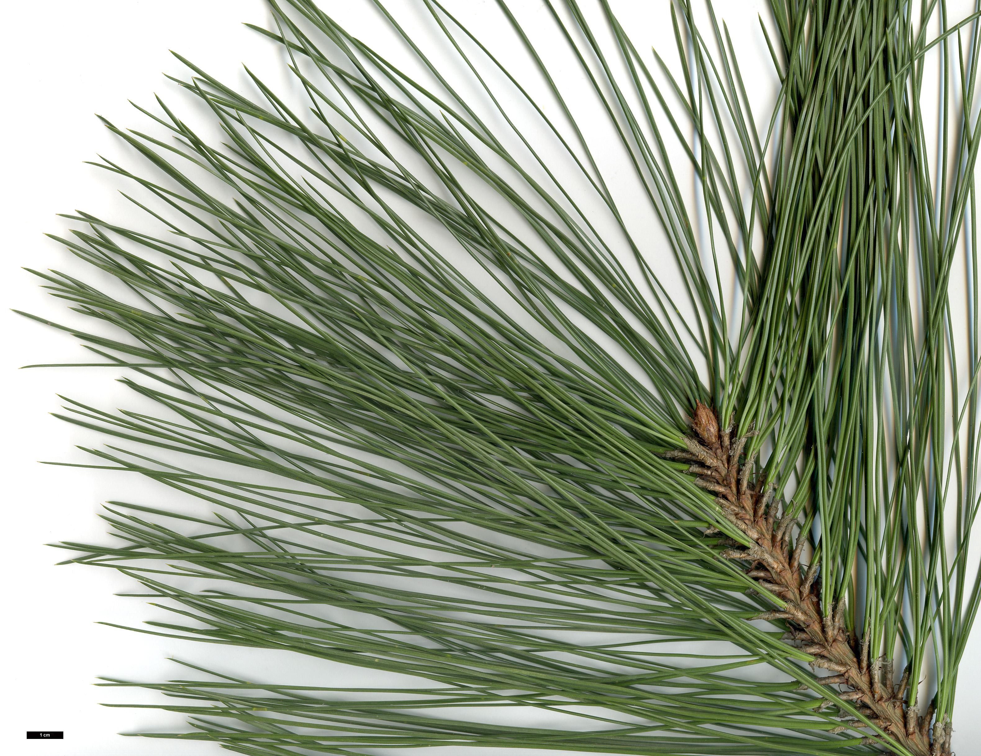 High resolution image: Family: Pinaceae - Genus: Pinus - Taxon: coulteri