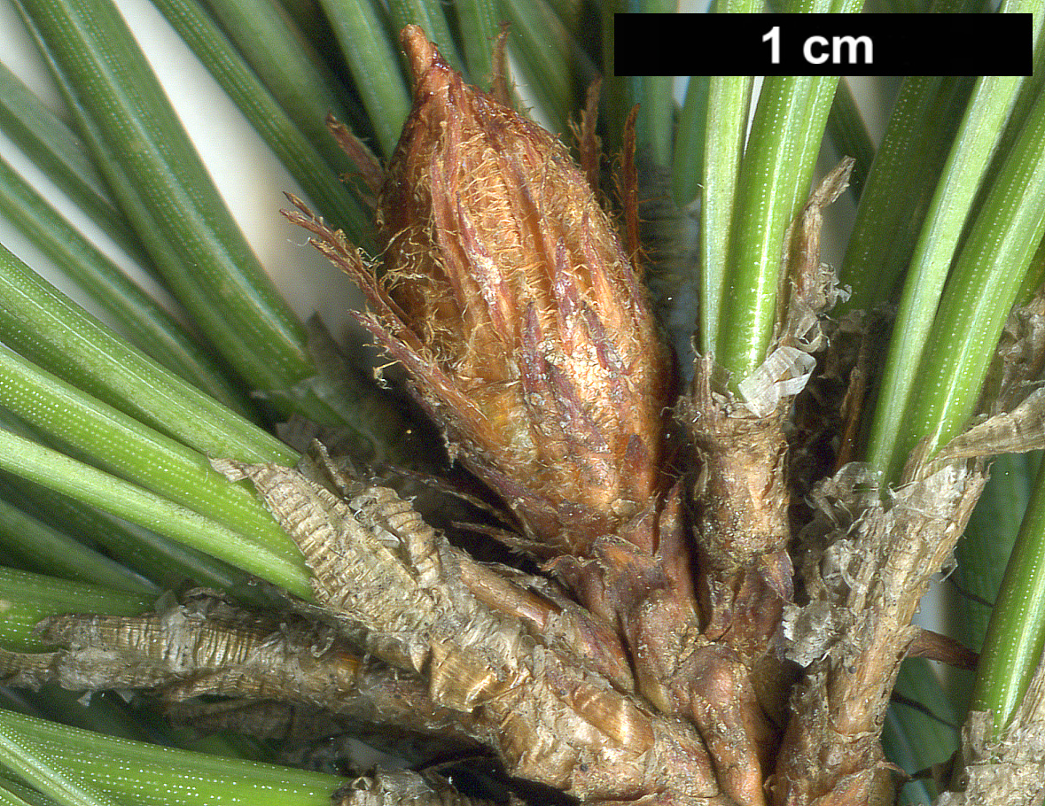 High resolution image: Family: Pinaceae - Genus: Pinus - Taxon: coulteri