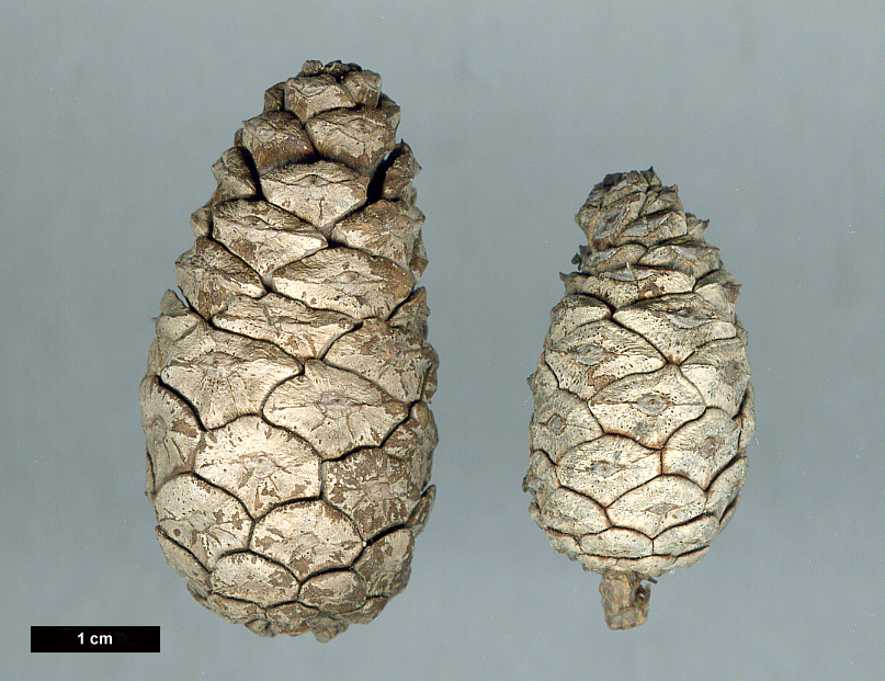 High resolution image: Family: Pinaceae - Genus: Pinus - Taxon: densiflora