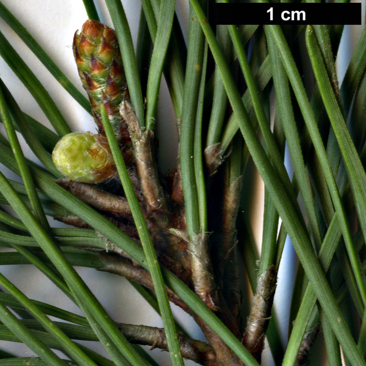 High resolution image: Family: Pinaceae - Genus: Pinus - Taxon: echinata