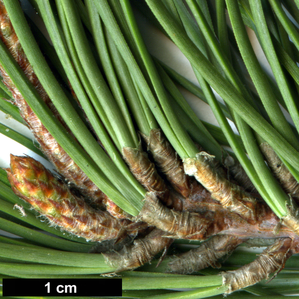 High resolution image: Family: Pinaceae - Genus: Pinus - Taxon: echinata