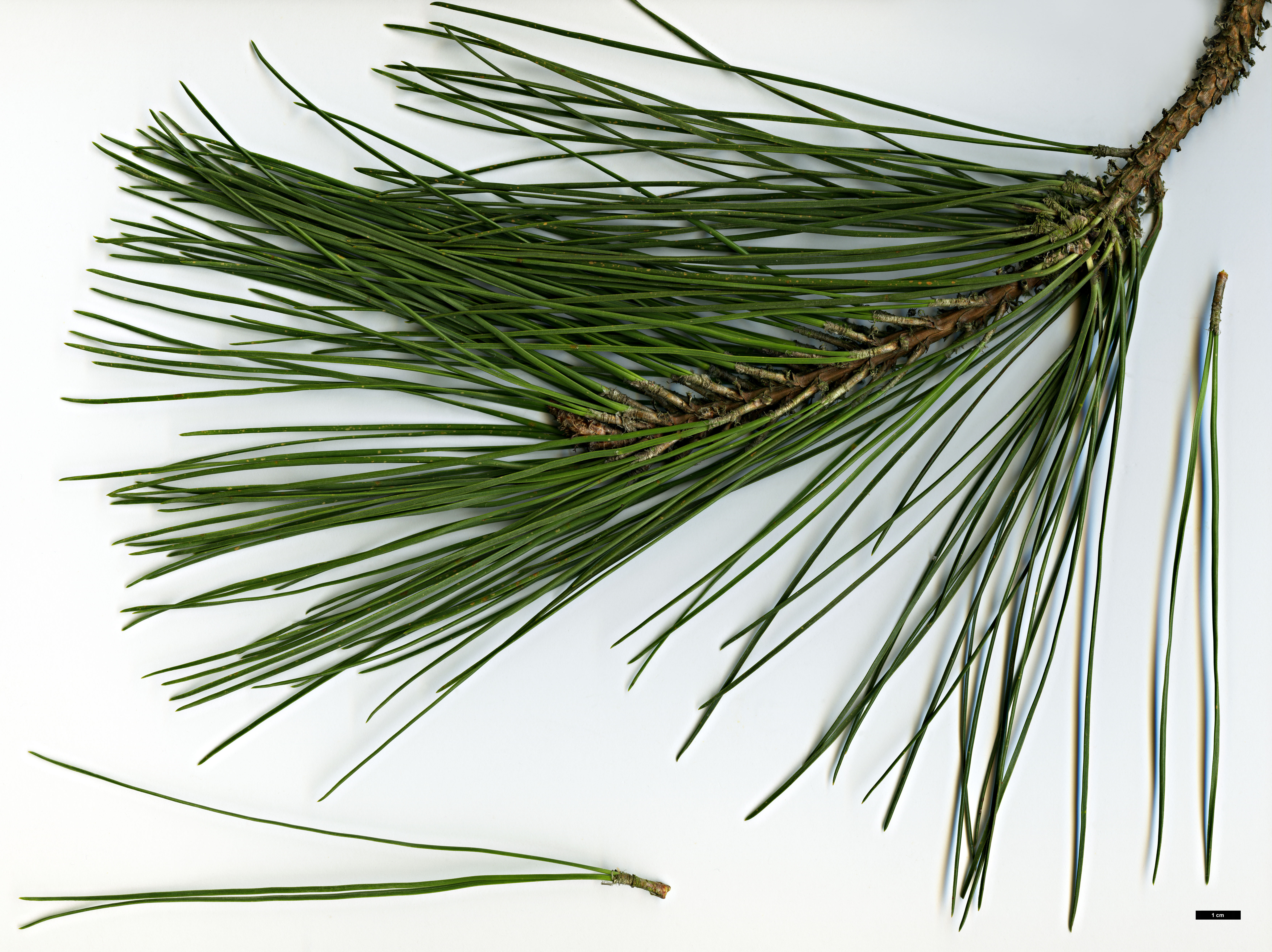 High resolution image: Family: Pinaceae - Genus: Pinus - Taxon: elliottii