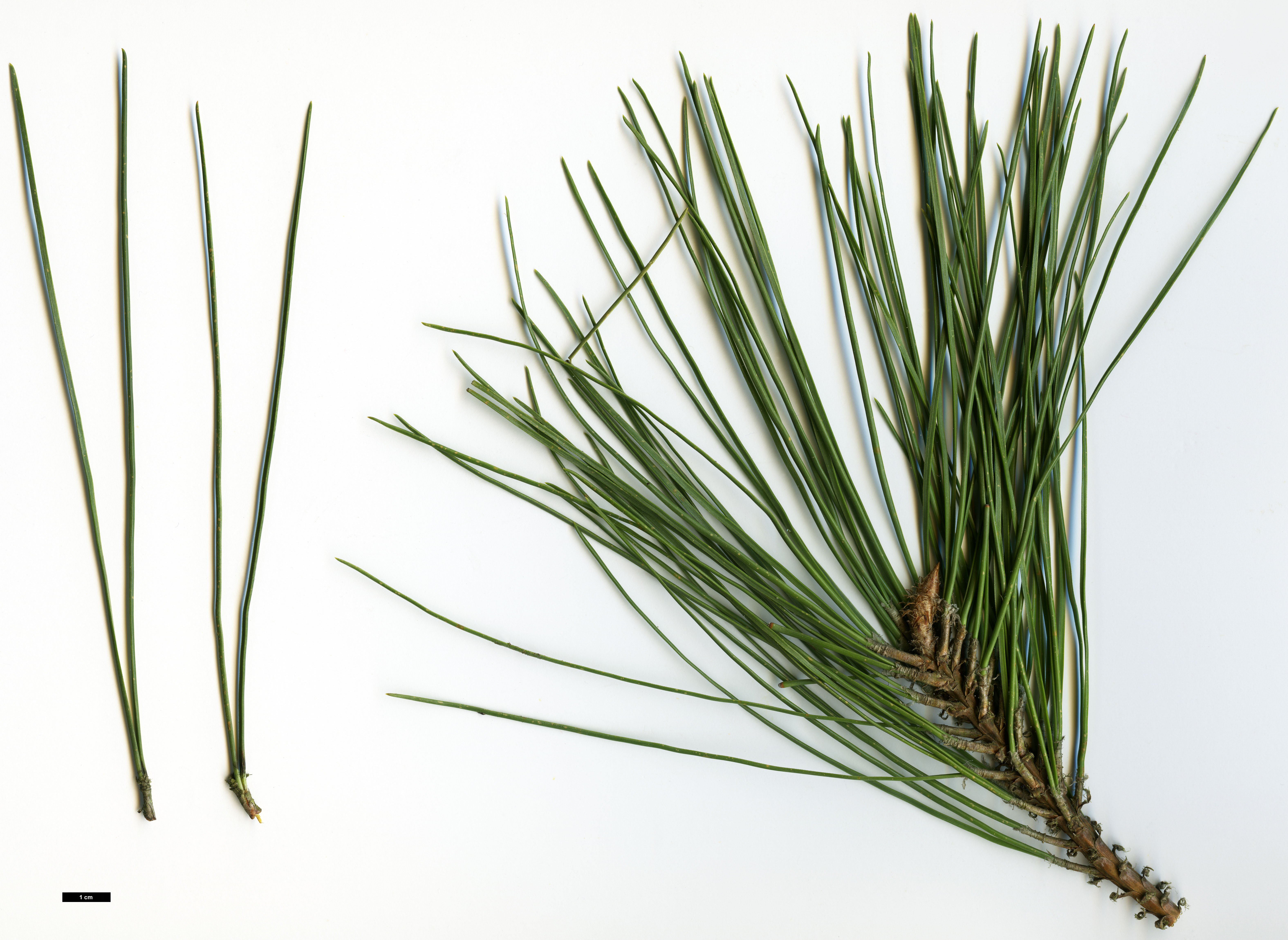 High resolution image: Family: Pinaceae - Genus: Pinus - Taxon: elliottii