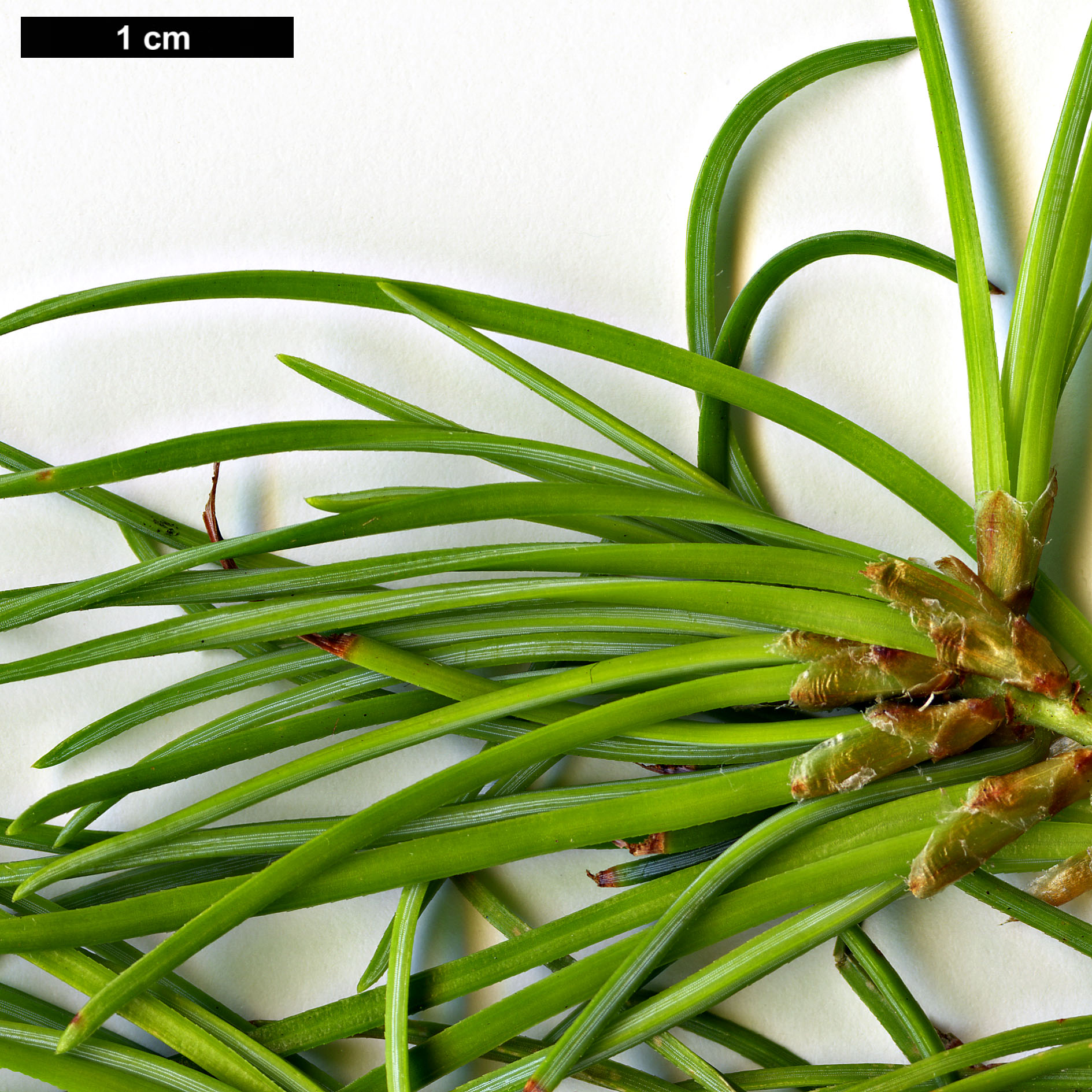 High resolution image: Family: Pinaceae - Genus: Pinus - Taxon: eremitana