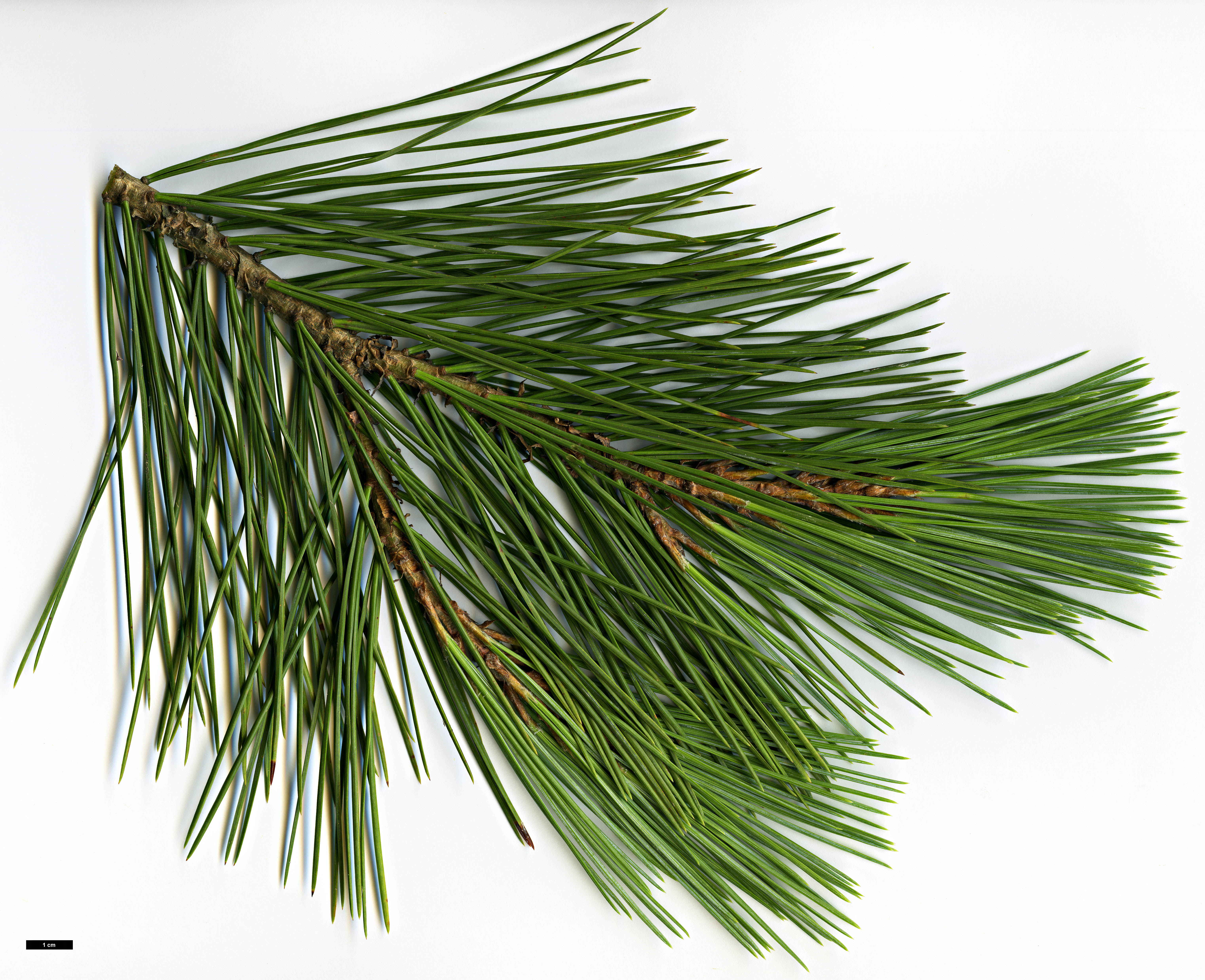 High resolution image: Family: Pinaceae - Genus: Pinus - Taxon: gerardiana