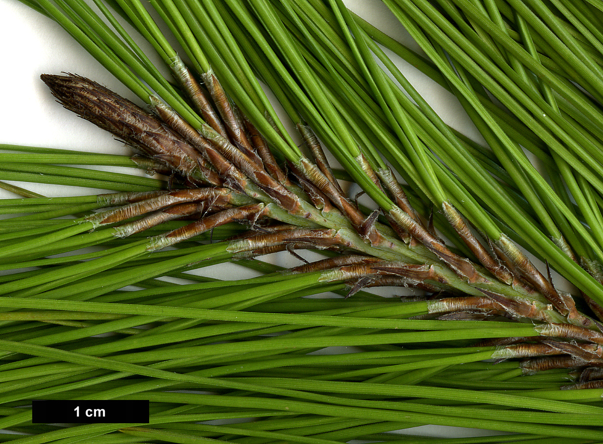 High resolution image: Family: Pinaceae - Genus: Pinus - Taxon: greggii