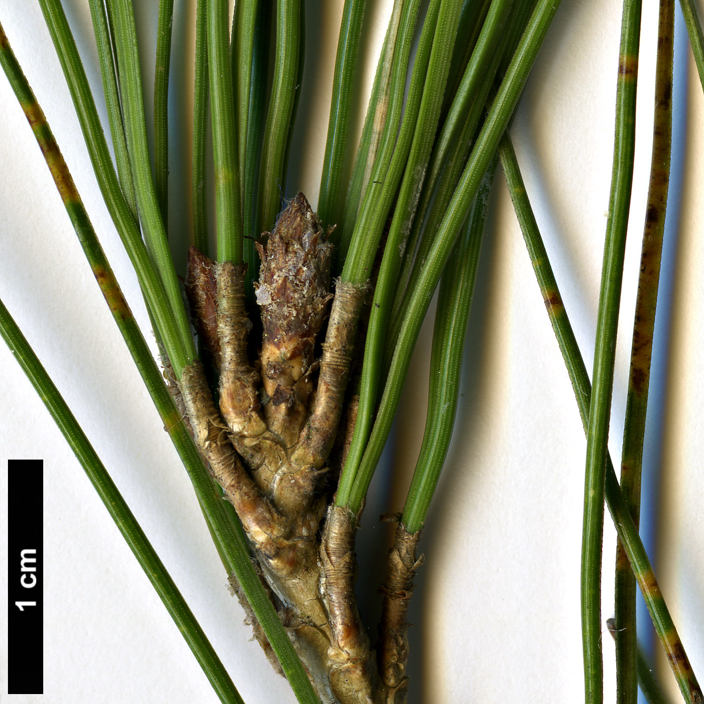 High resolution image: Family: Pinaceae - Genus: Pinus - Taxon: halepensis