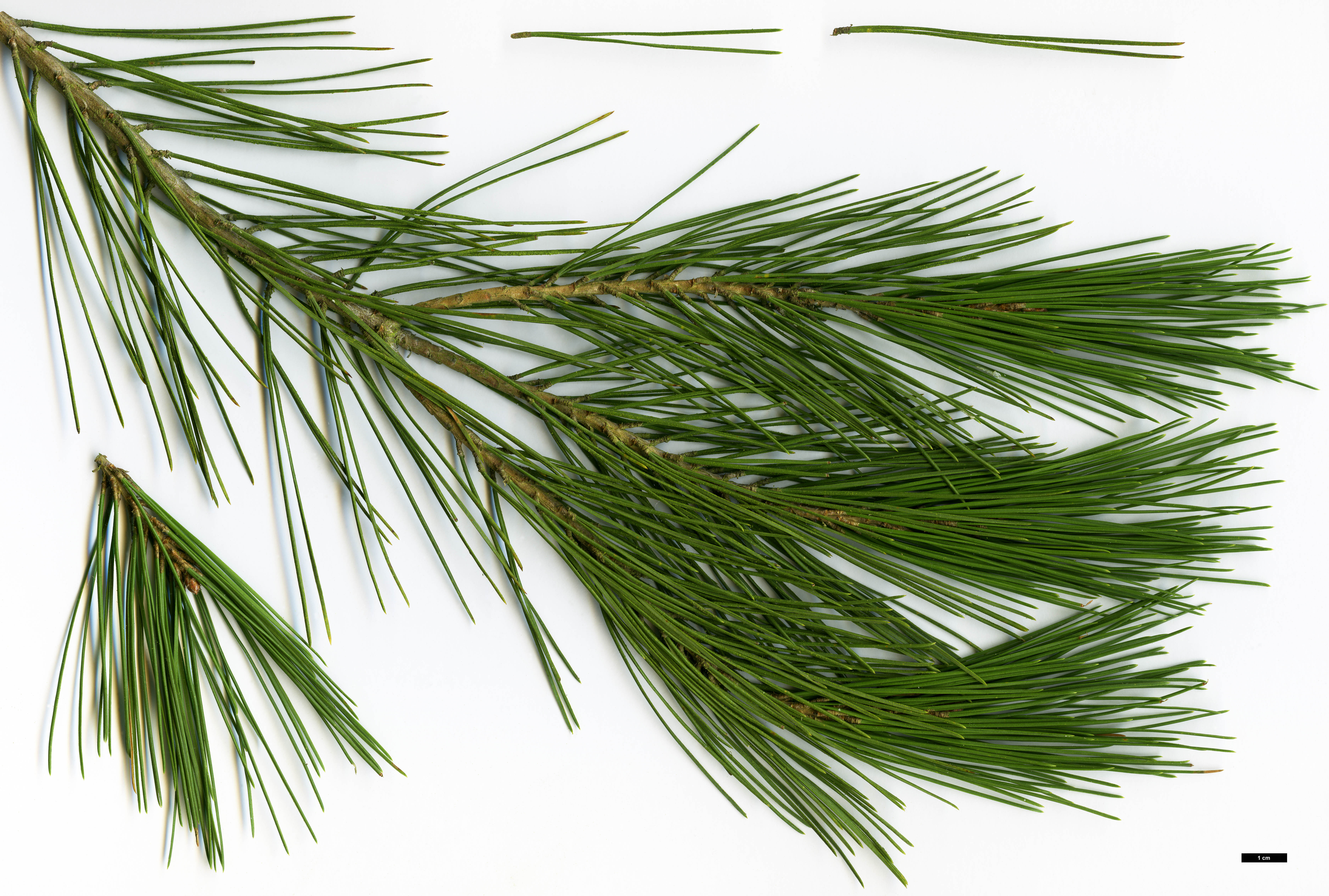 High resolution image: Family: Pinaceae - Genus: Pinus - Taxon: halepensis