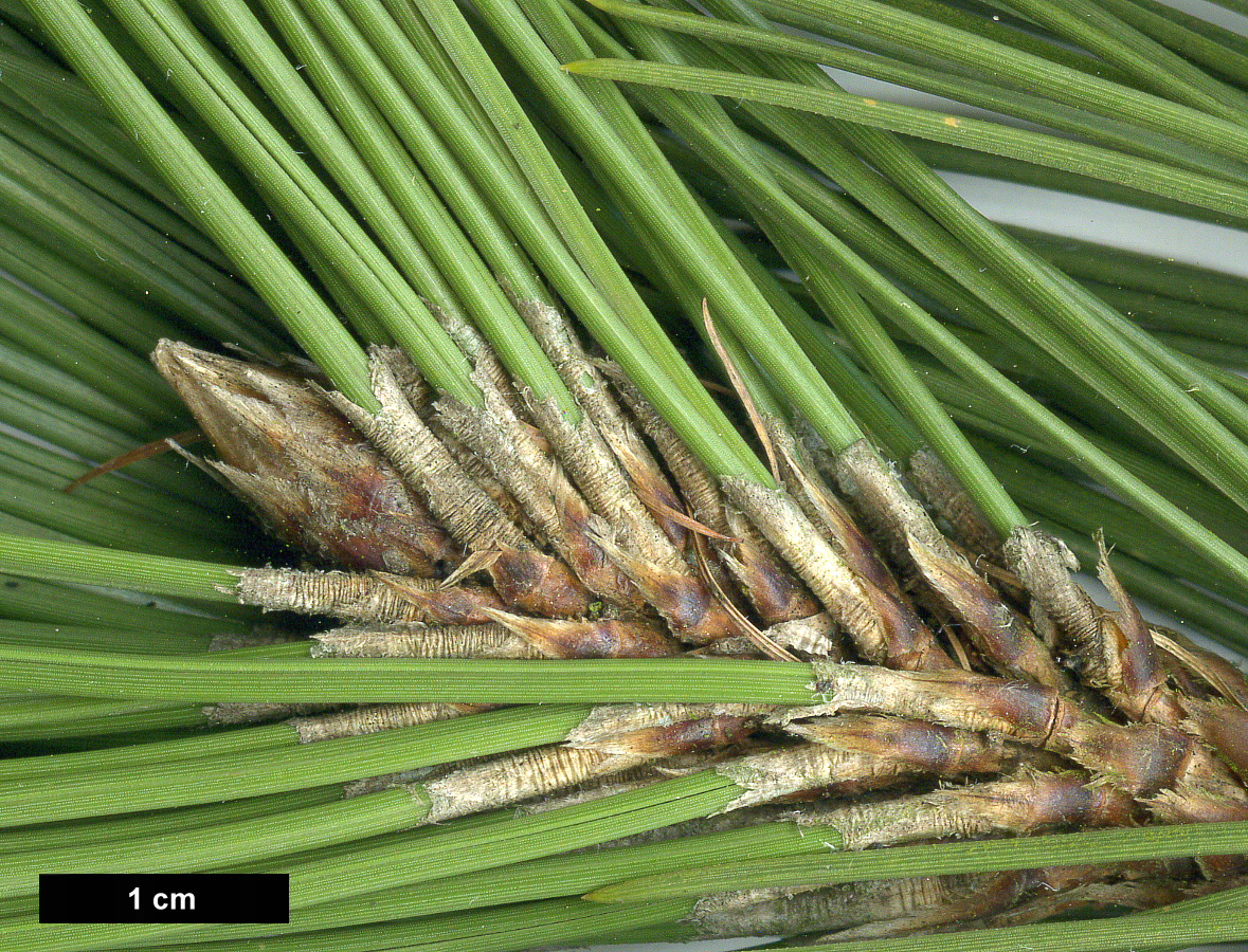 High resolution image: Family: Pinaceae - Genus: Pinus - Taxon: heldreichii