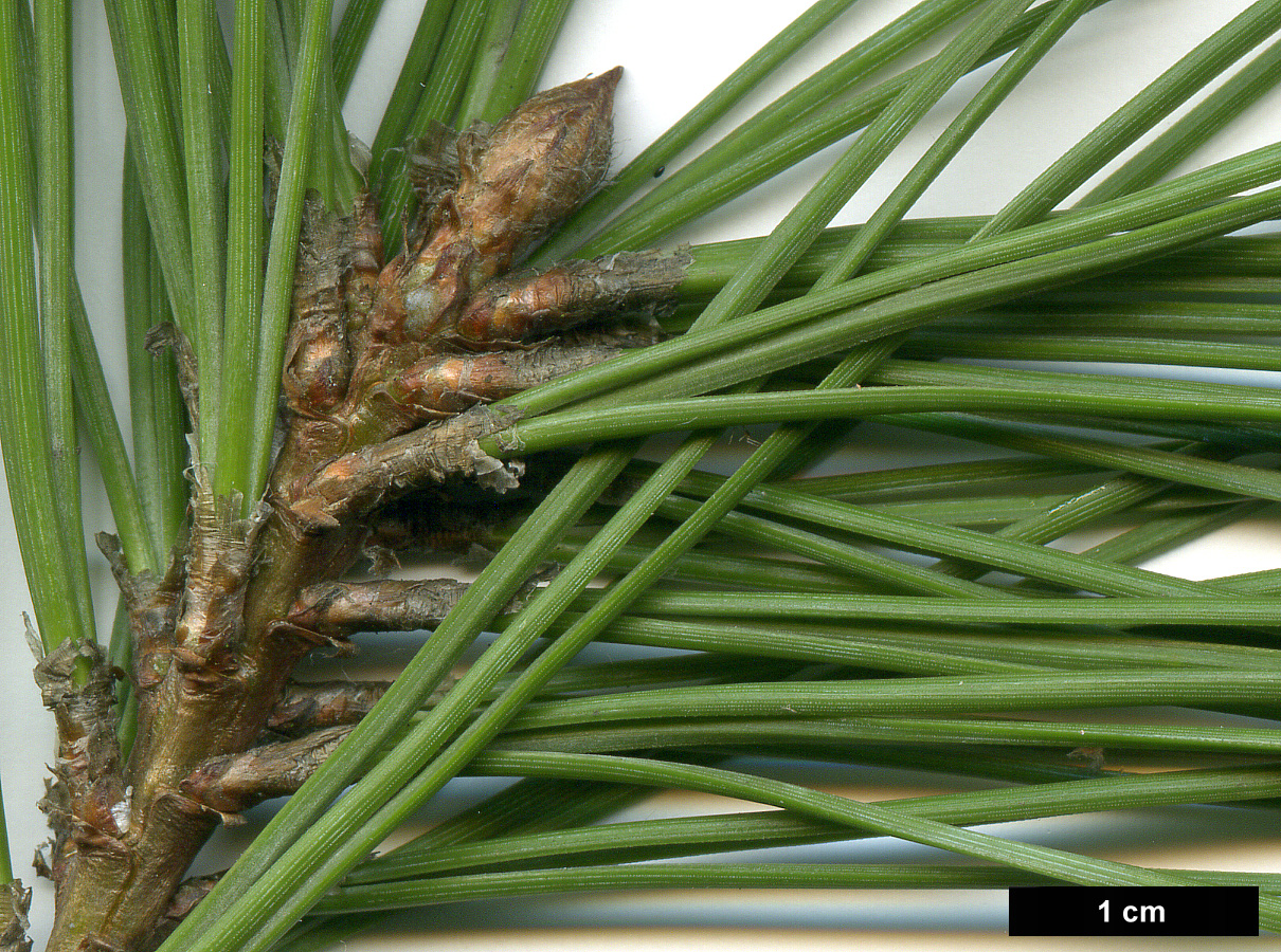 High resolution image: Family: Pinaceae - Genus: Pinus - Taxon: jeffreyi
