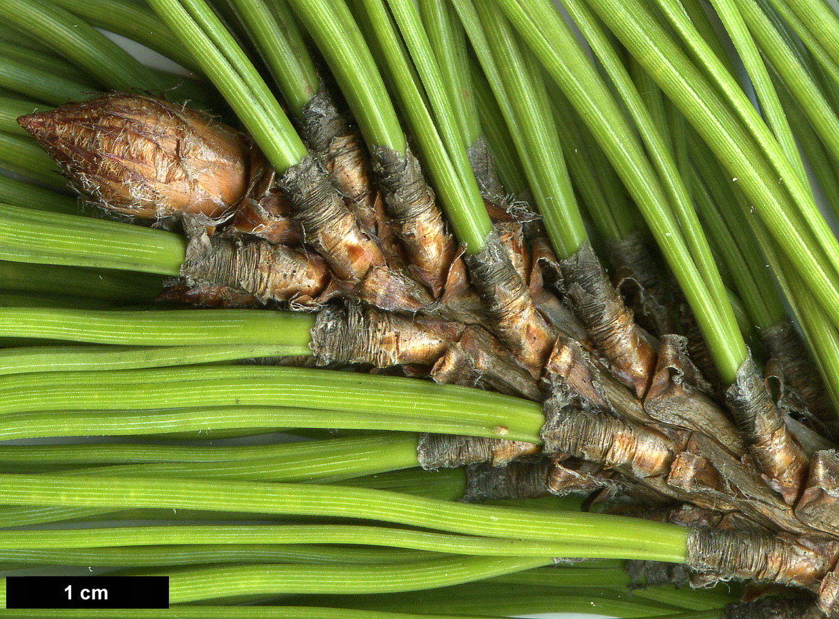 High resolution image: Family: Pinaceae - Genus: Pinus - Taxon: jeffreyi
