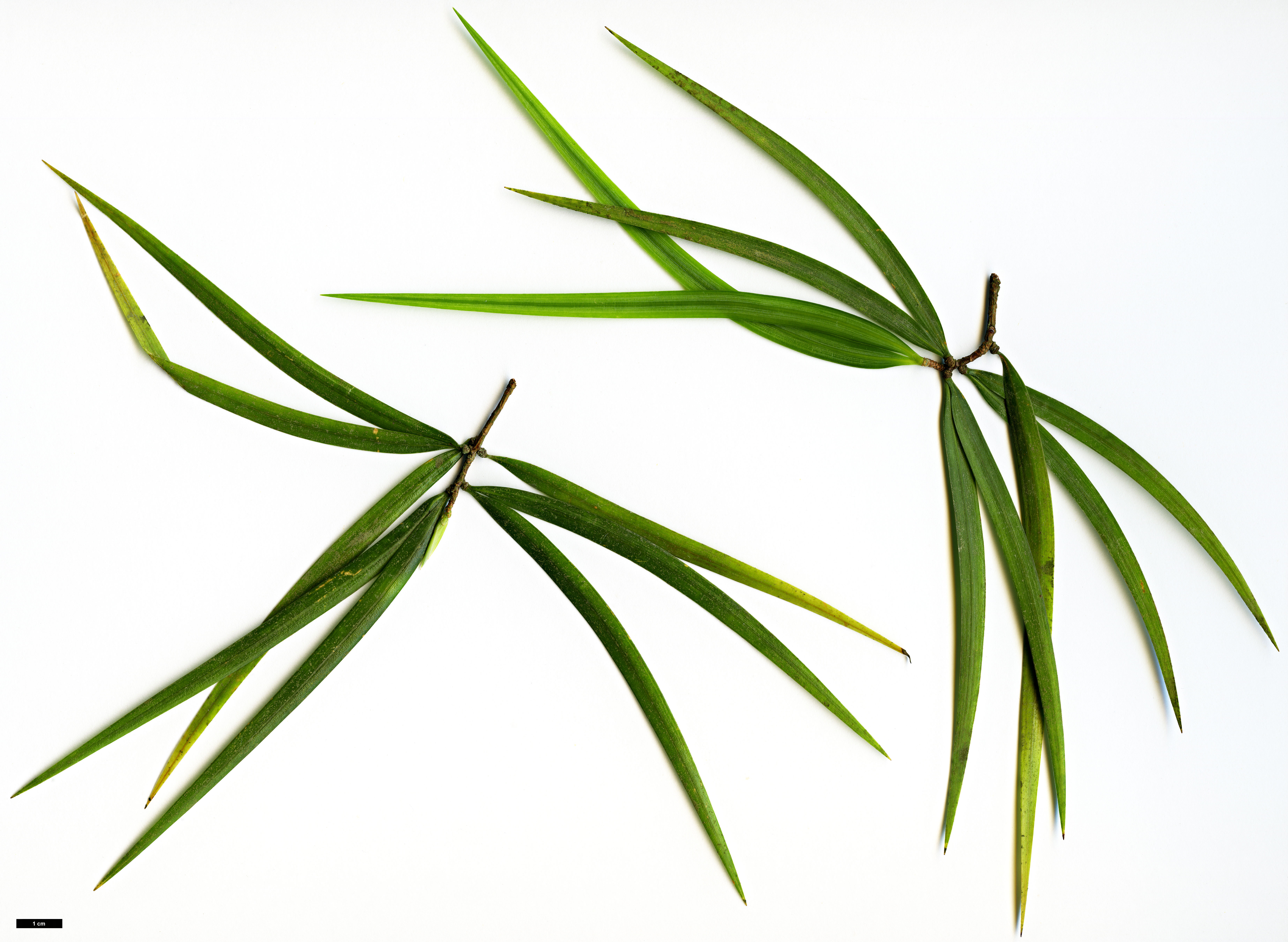 High resolution image: Family: Pinaceae - Genus: Pinus - Taxon: krempfii
