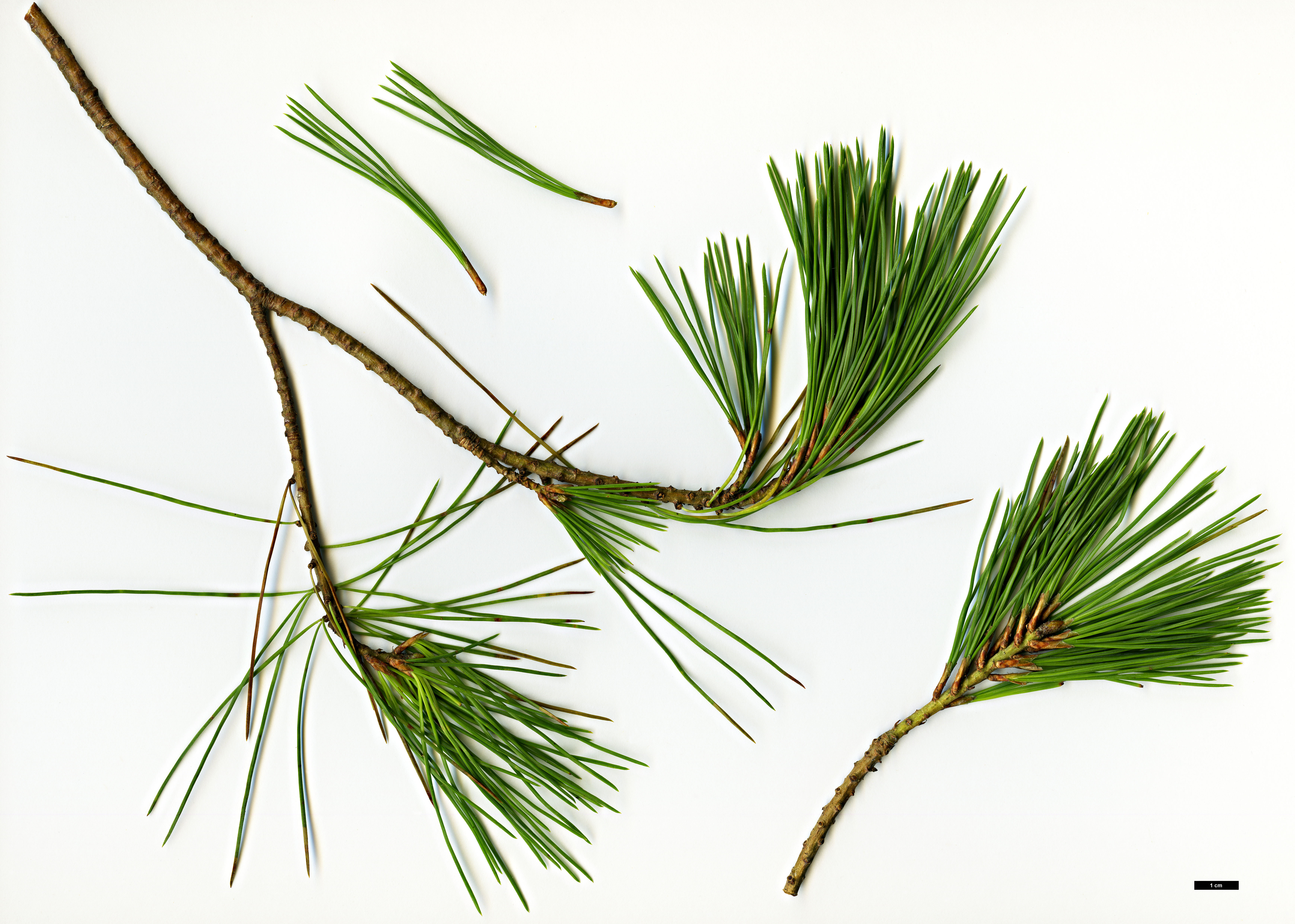 High resolution image: Family: Pinaceae - Genus: Pinus - Taxon: lambertiana