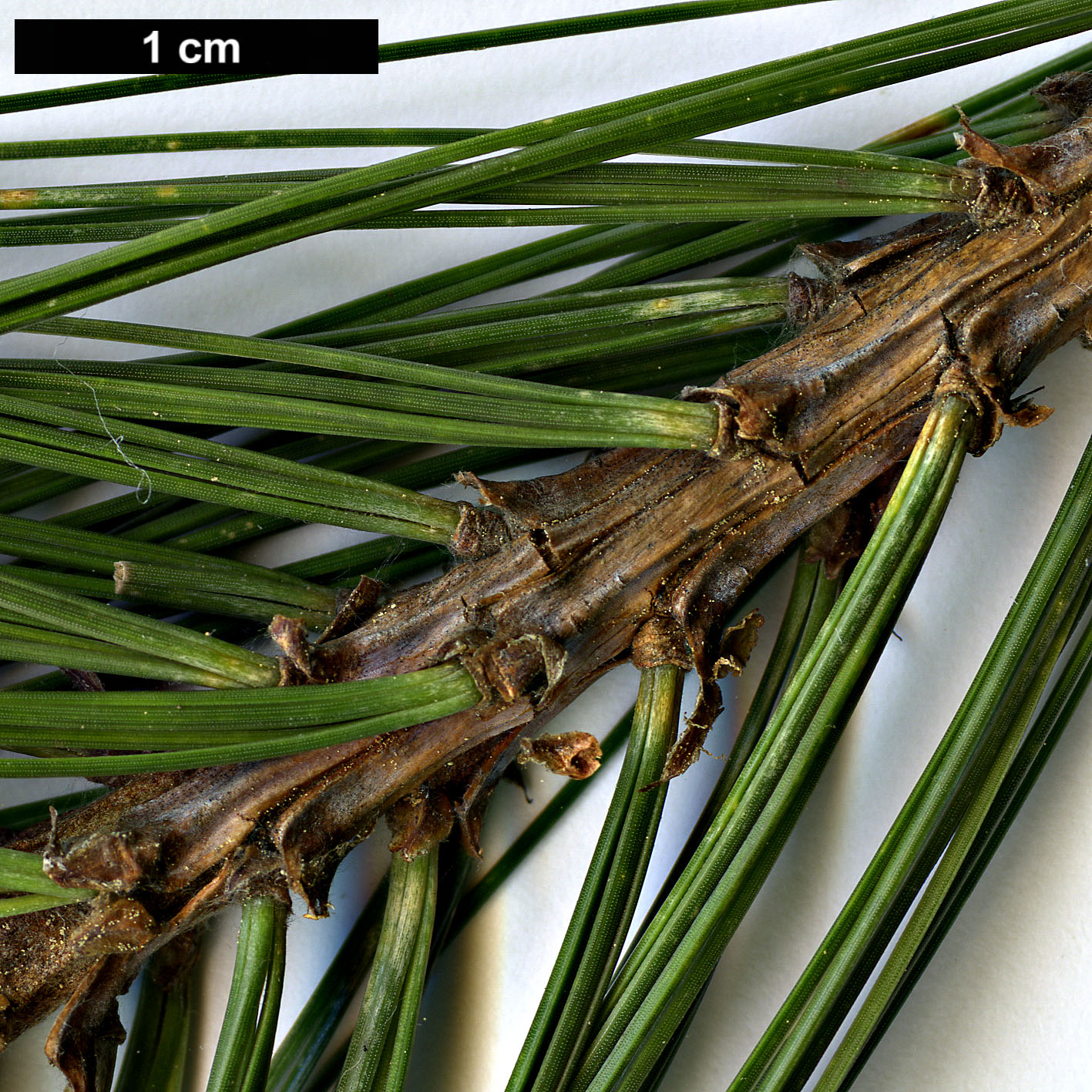 High resolution image: Family: Pinaceae - Genus: Pinus - Taxon: leiophylla