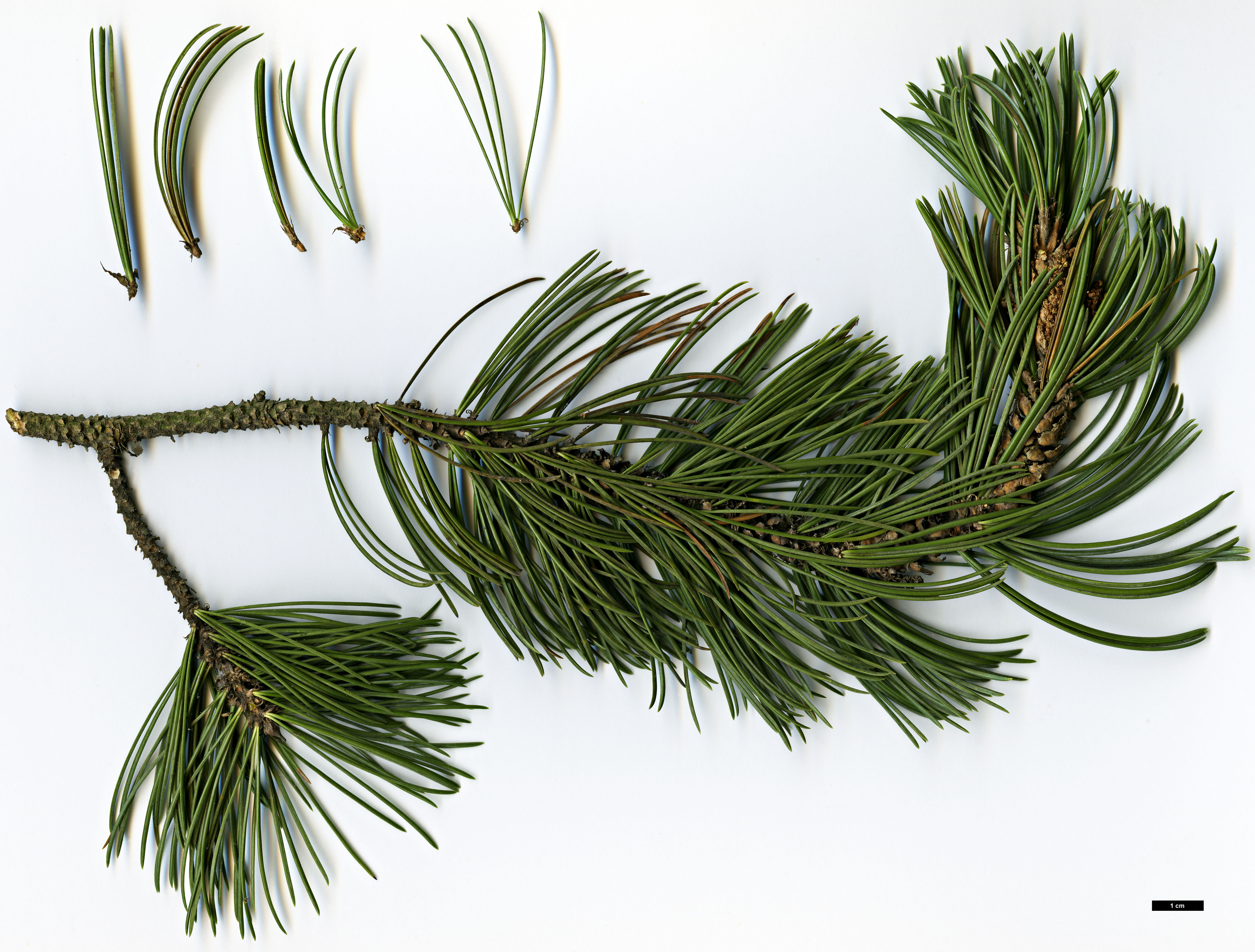 High resolution image: Family: Pinaceae - Genus: Pinus - Taxon: longaeva